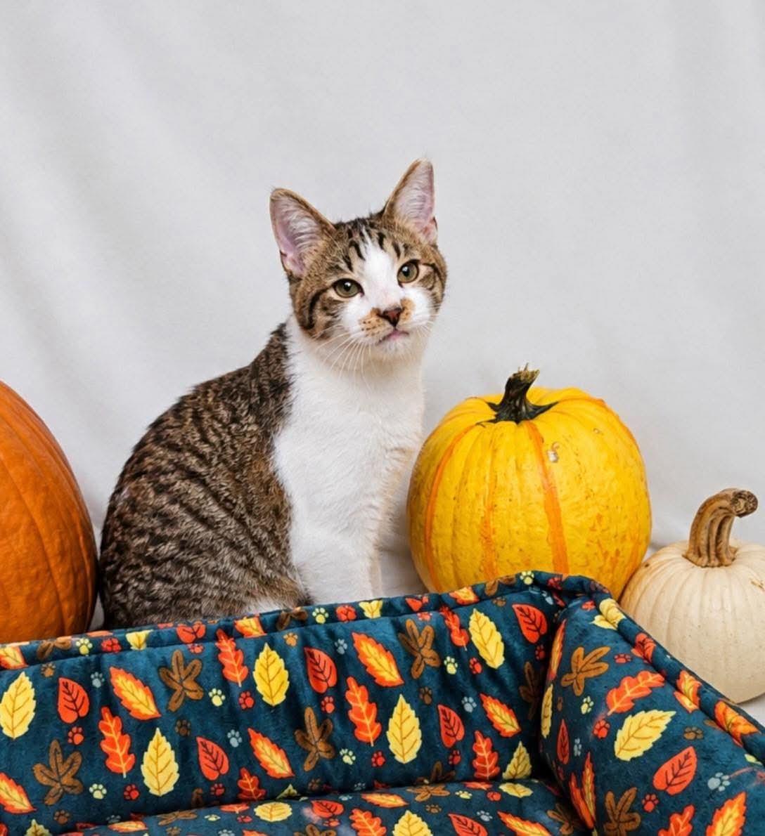 Fox, Adoptable, Kitten Female Domestic Short Hair.