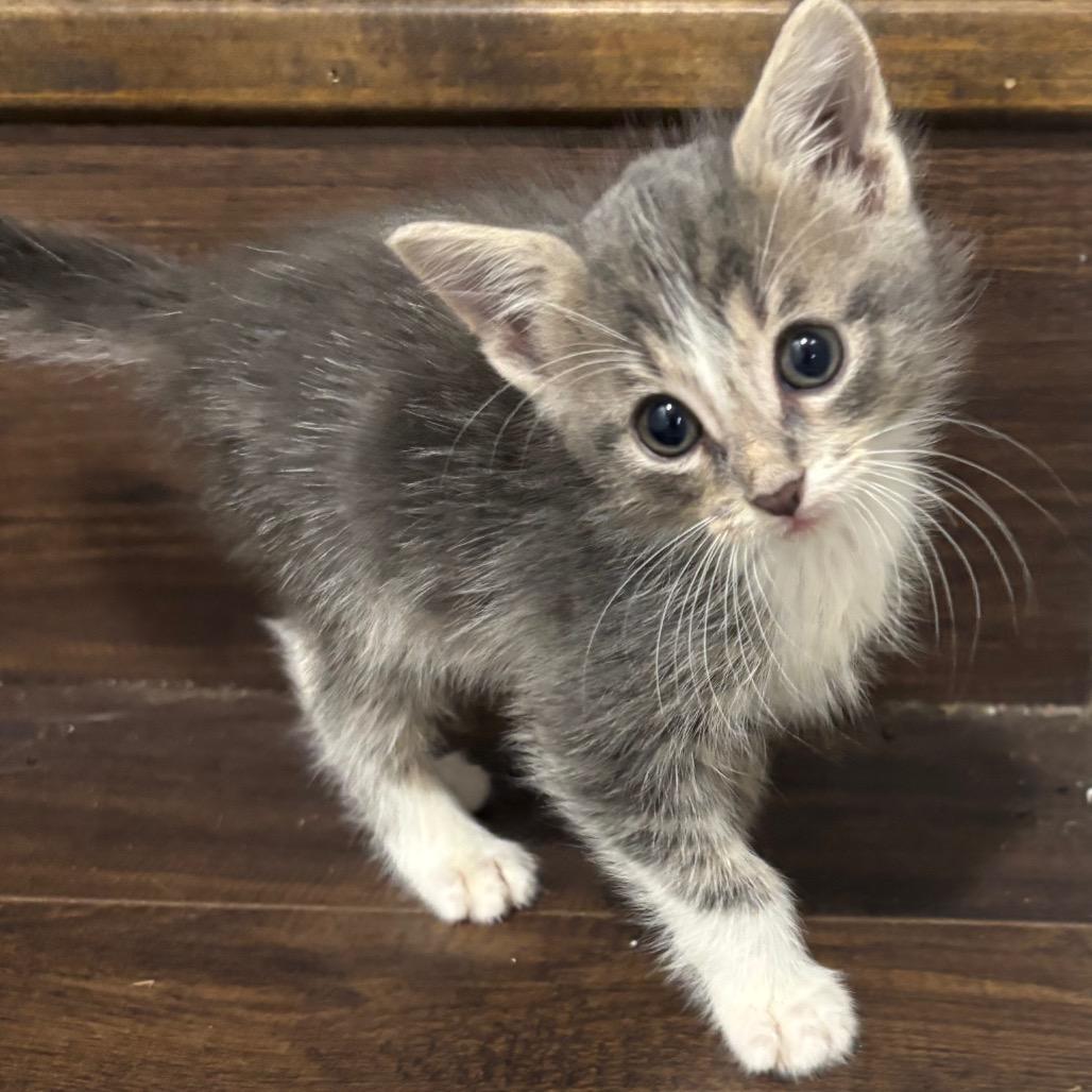 Enlarge Fox, a Adoptable Domestic Short Hair in Columbia, MO image 2/5