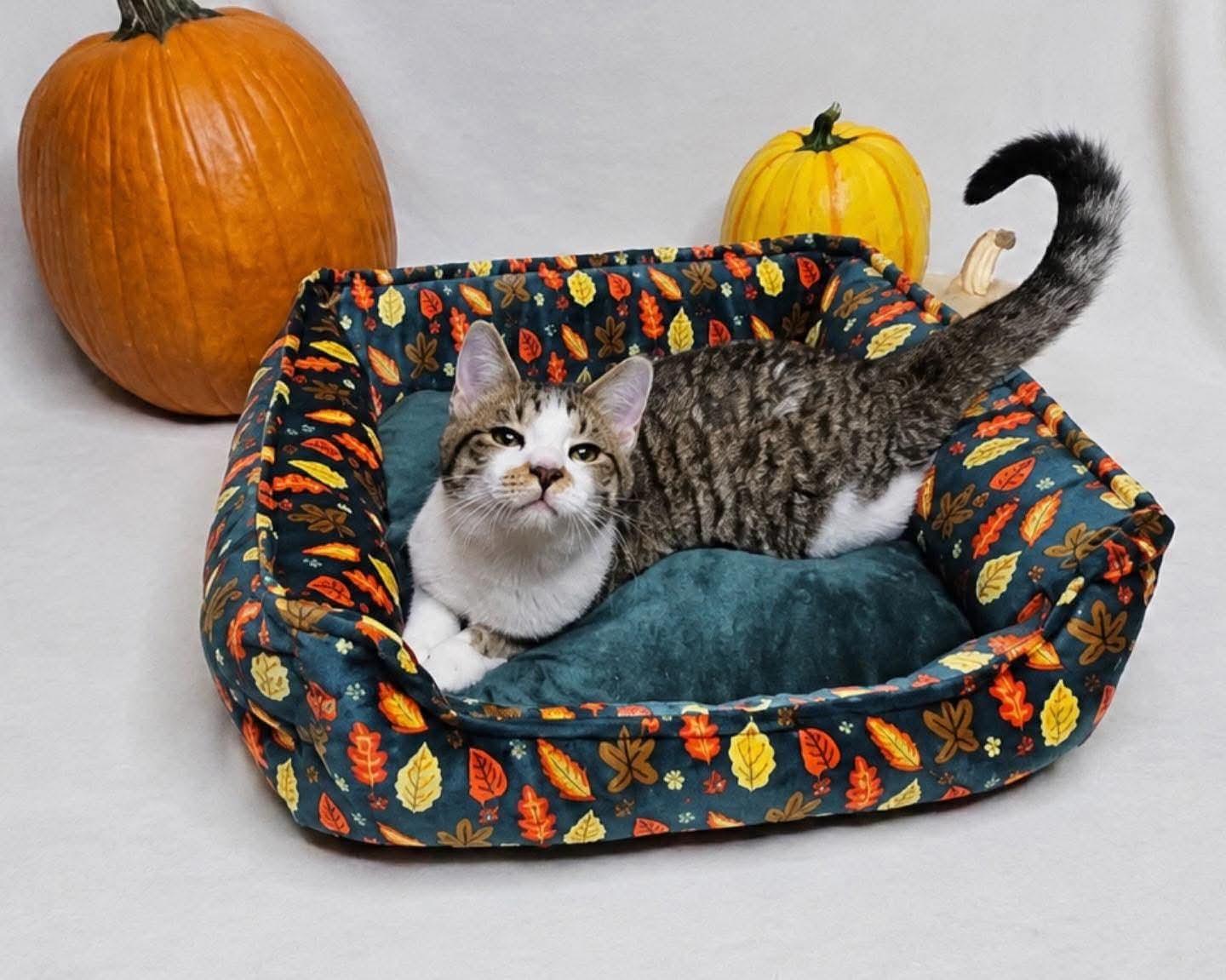 Enlarge Fox, a Adoptable Domestic Short Hair in Columbia, MO image 3/5