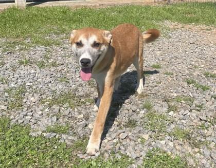Enlarge Benny, a ADOPTABLE mixed breed in Jackson, GA image 1/1