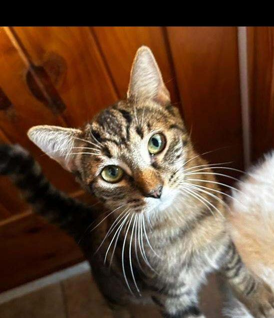 Sophia, Adoptable, Adult Female Domestic Short Hair.