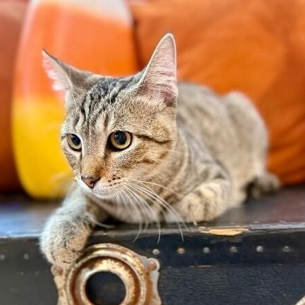Enlarge Kitty Kat Candy, a Adoptable mixed breed in Cincinnati, OH image 1/6