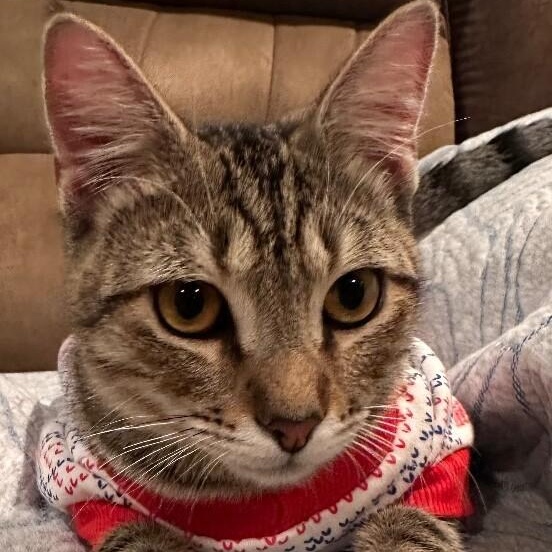 Enlarge Kitty Kat Candy, a Adoptable mixed breed in Cincinnati, OH image 2/6