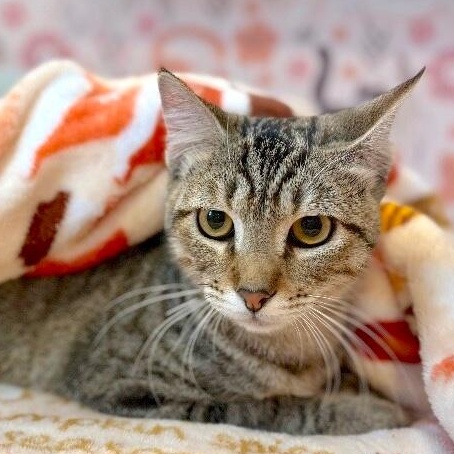 Enlarge Kitty Kat Candy, a Adoptable mixed breed in Cincinnati, OH image 3/6