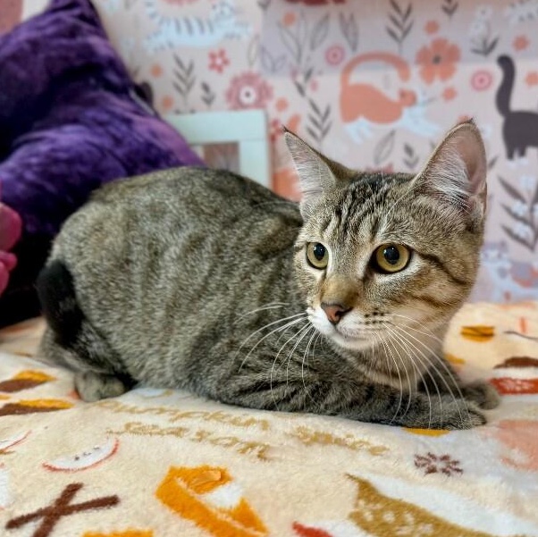 Enlarge Kitty Kat Candy, a Adoptable mixed breed in Cincinnati, OH image 4/6