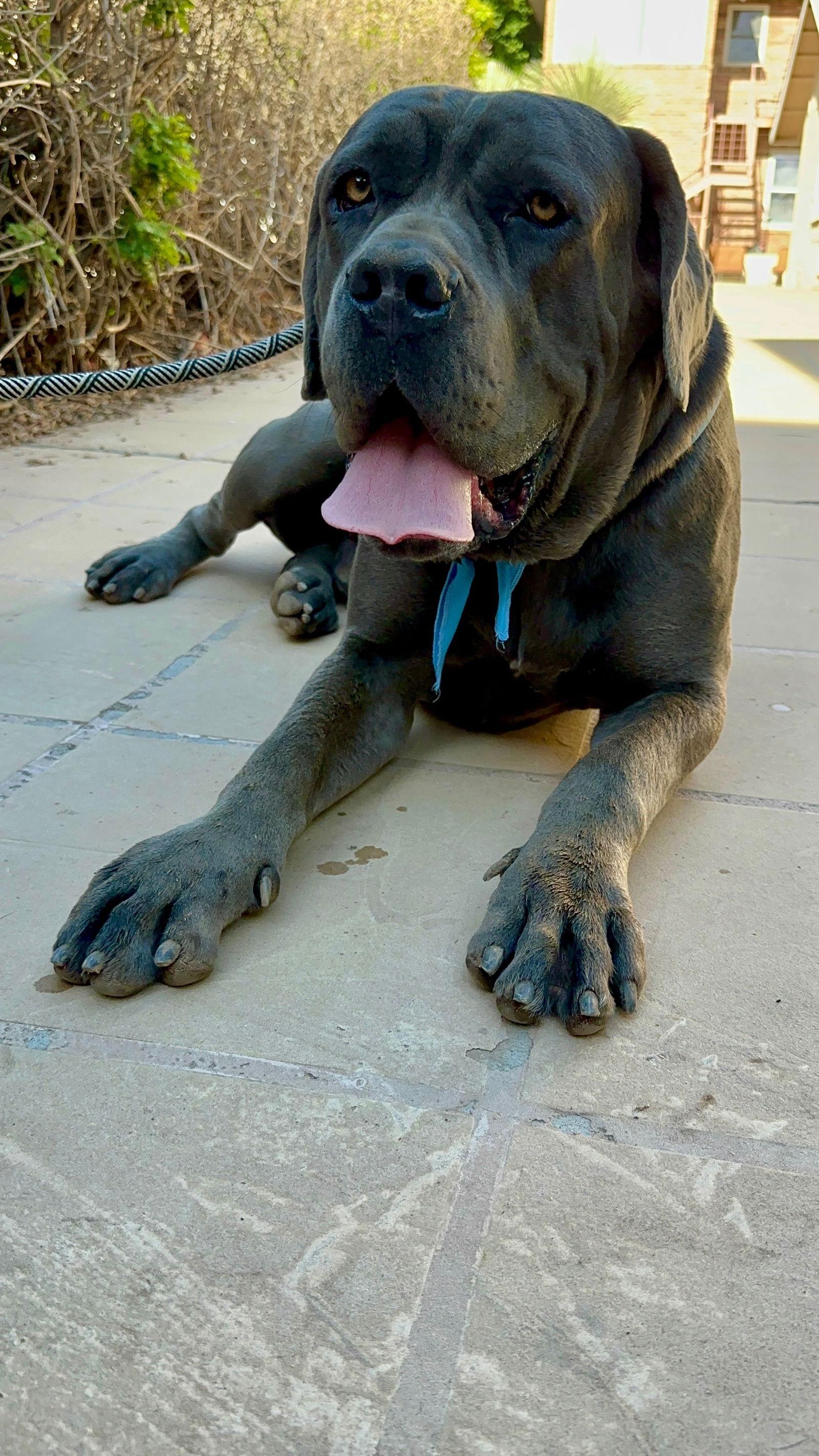 Ernie - adopted, Adopted, Young Male Cane Corso.