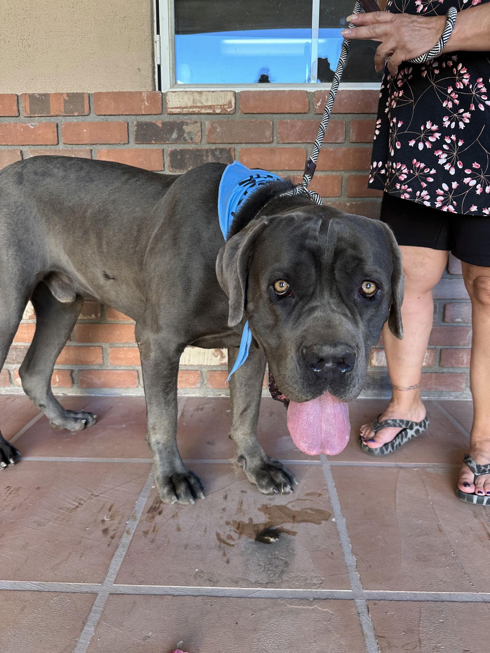 Ernie - adopted, a Adopted Cane Corso in Glendale, AZ image 2/3