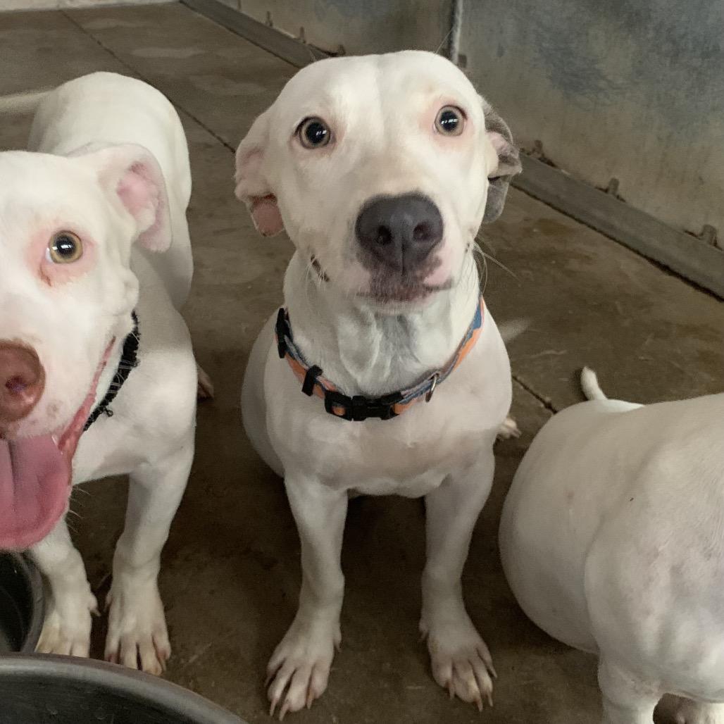 Whale Shark, Adoptable, Young Female Pit Bull Terrier & Dachshund.
