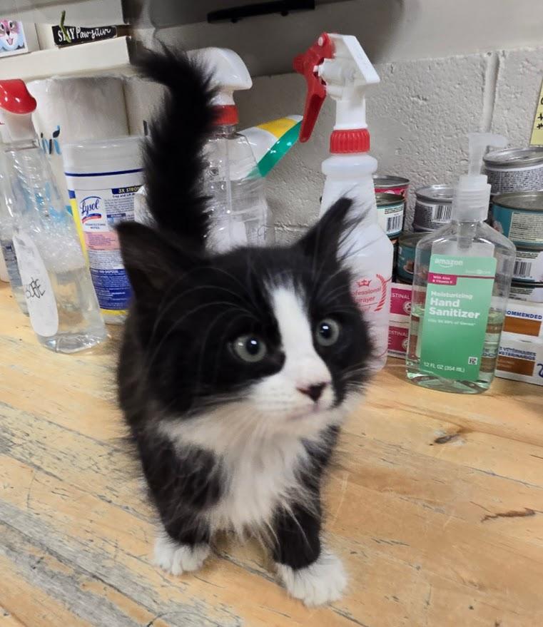 Enlarge Honeydew, an adopted Tuxedo in New Rochelle, NY image 1/1