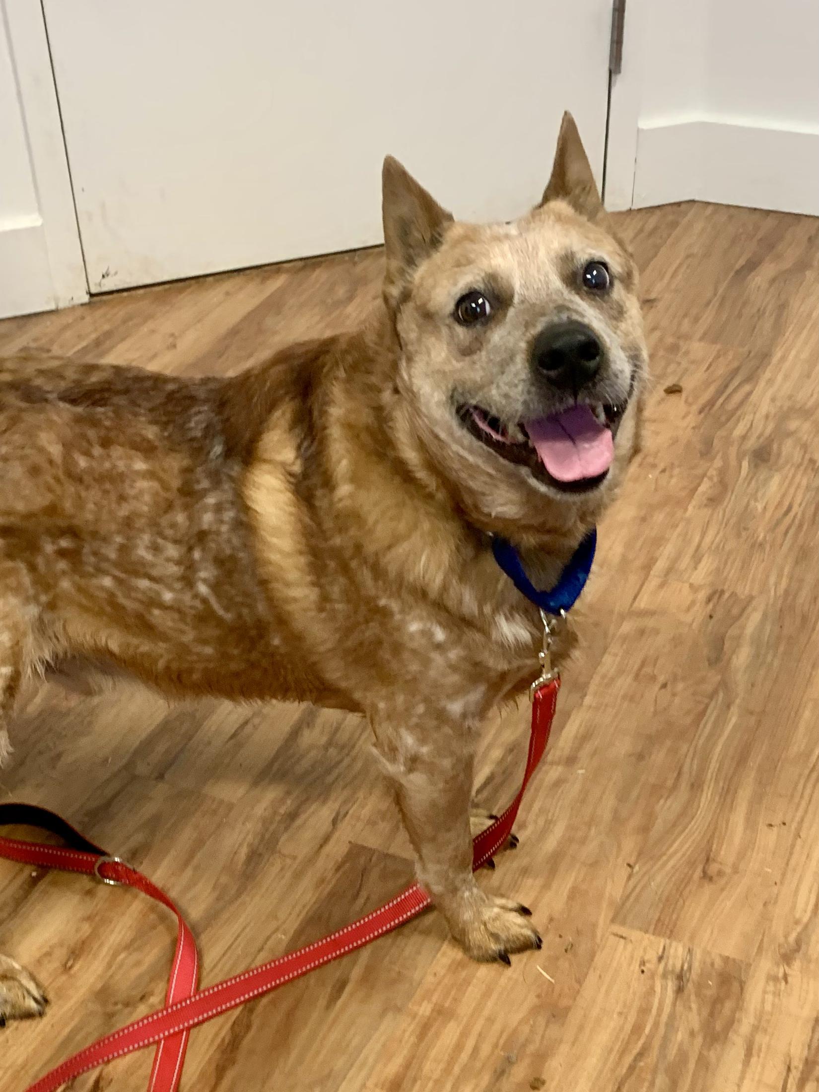 Gusty, an adopted mixed breed in Grass Valley, CA image 1/6