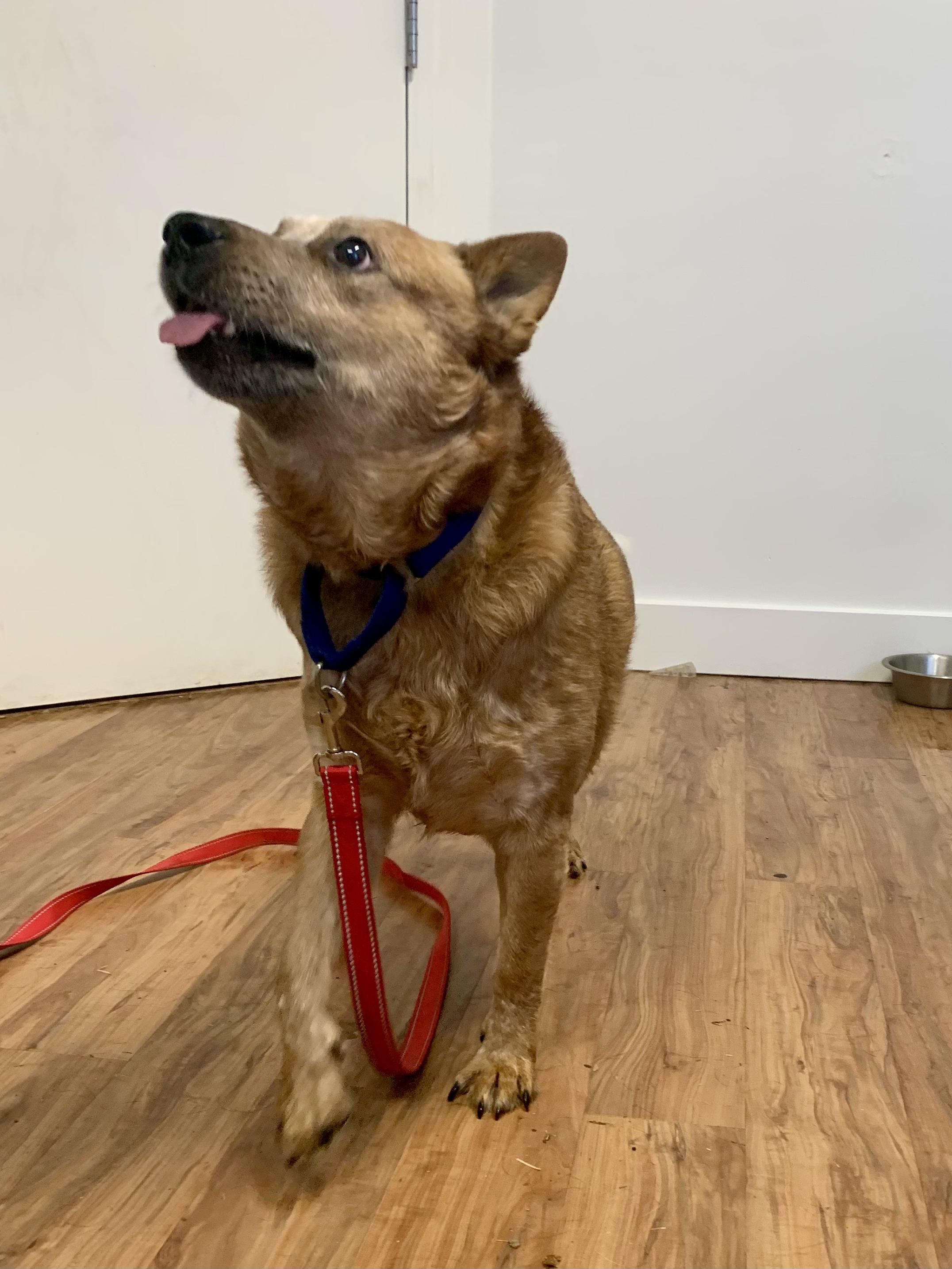 Gusty, an adopted mixed breed in Grass Valley, CA image 3/6