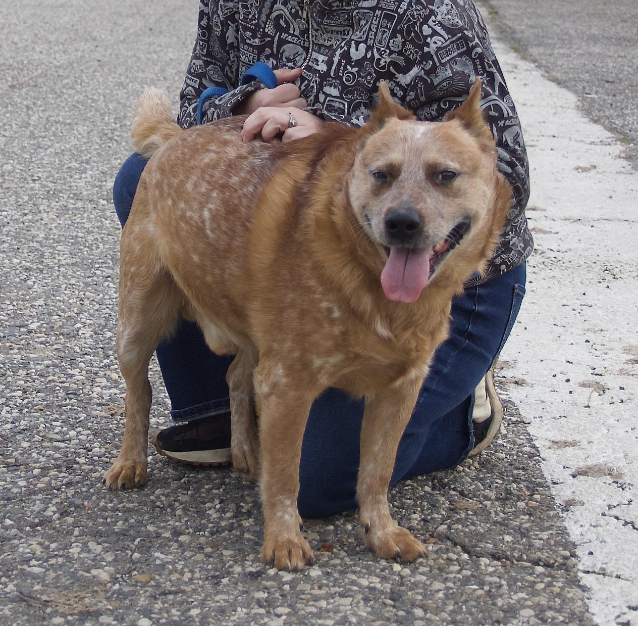 Gusty, an adopted mixed breed in Grass Valley, CA image 5/6