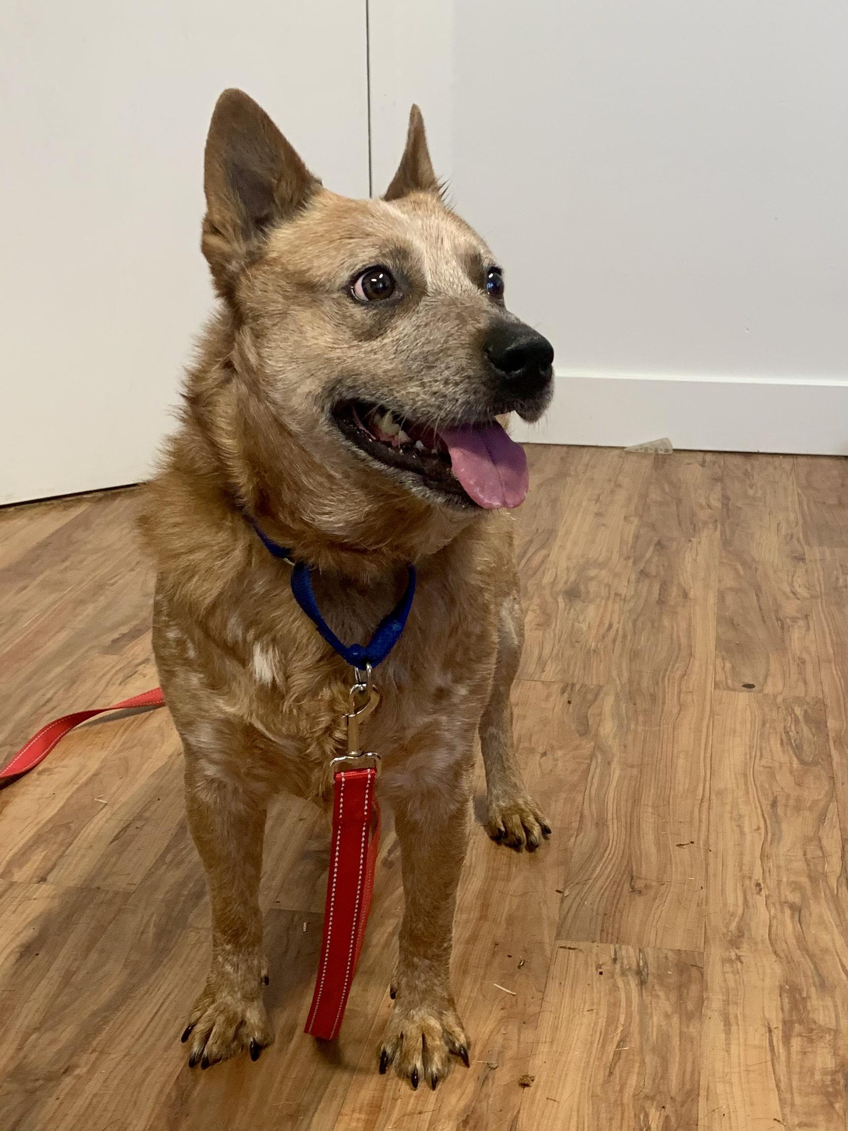 Gusty, an adopted mixed breed in Grass Valley, CA image 2/6