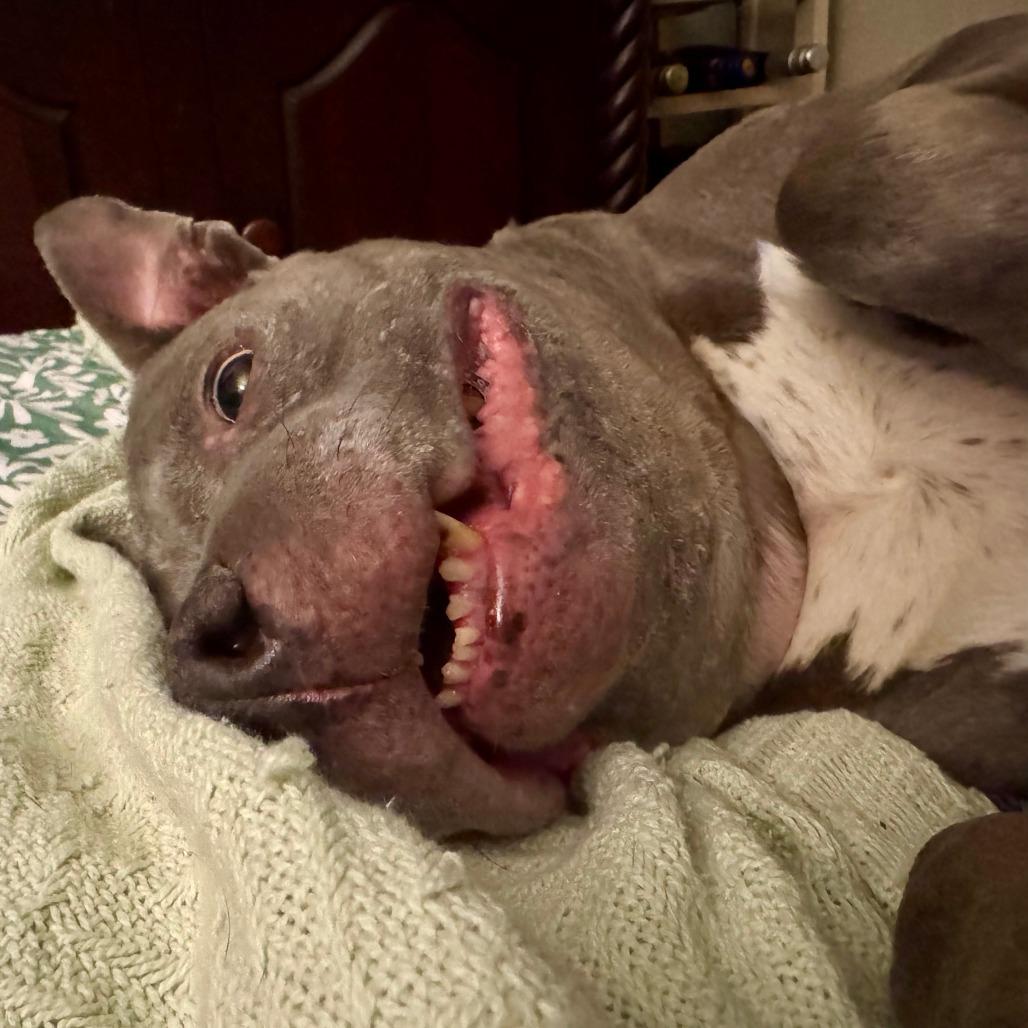 Enlarge Momma, a Adoptable Pit Bull Terrier in York, PA image 5/6