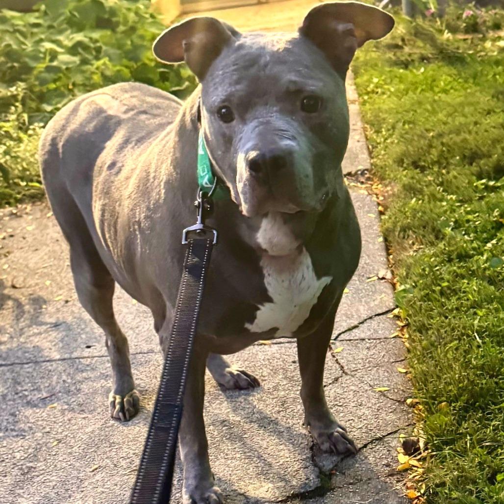 Enlarge Momma, a Adoptable Pit Bull Terrier in York, PA image 6/6