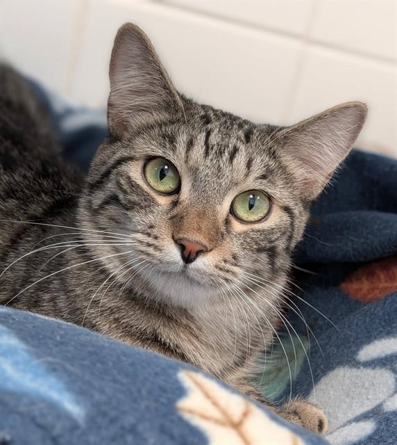 COOPER, Adoptable, Young Male Domestic Short Hair.