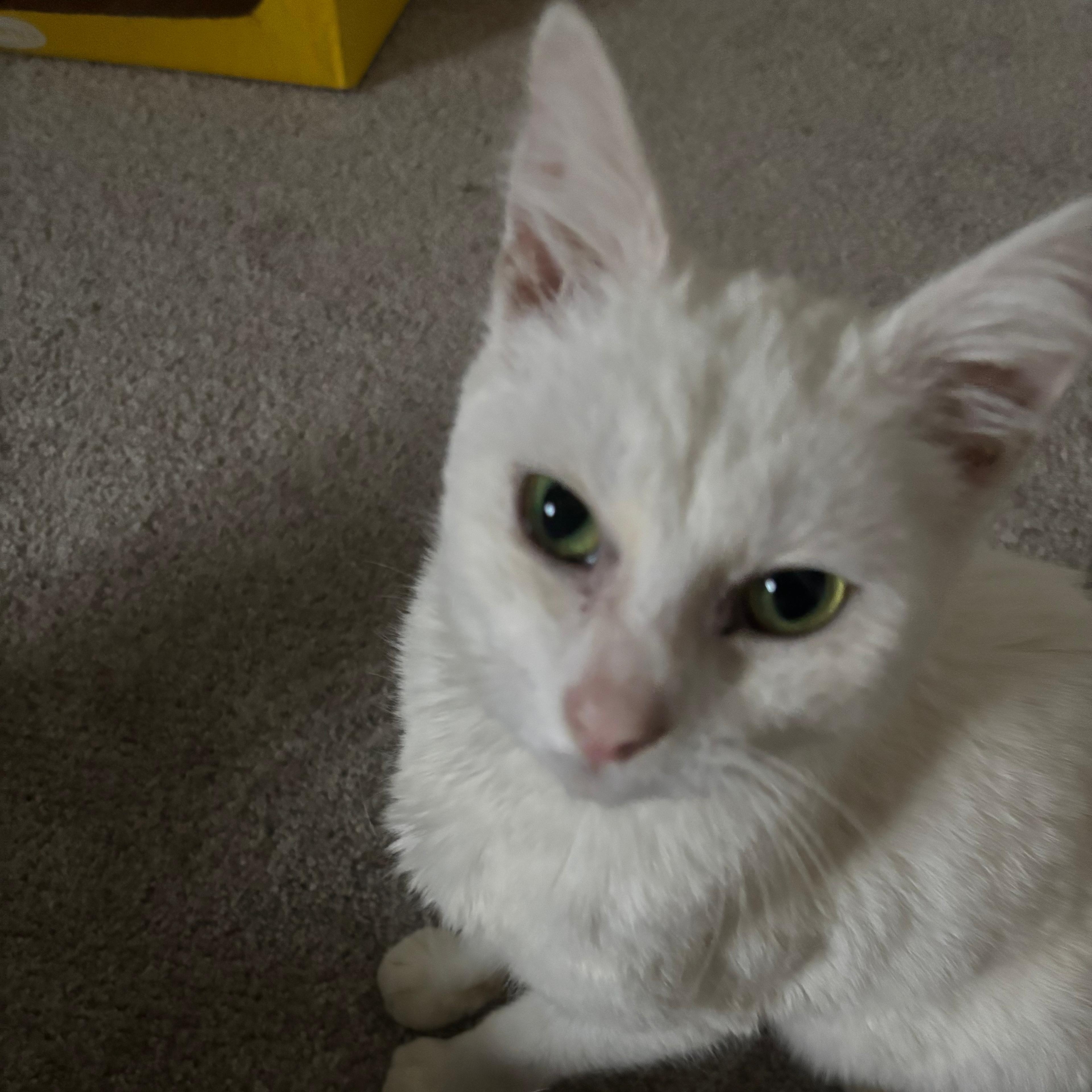 Enlarge Anna, an adopted American Shorthair in Midland, MI image 3/5