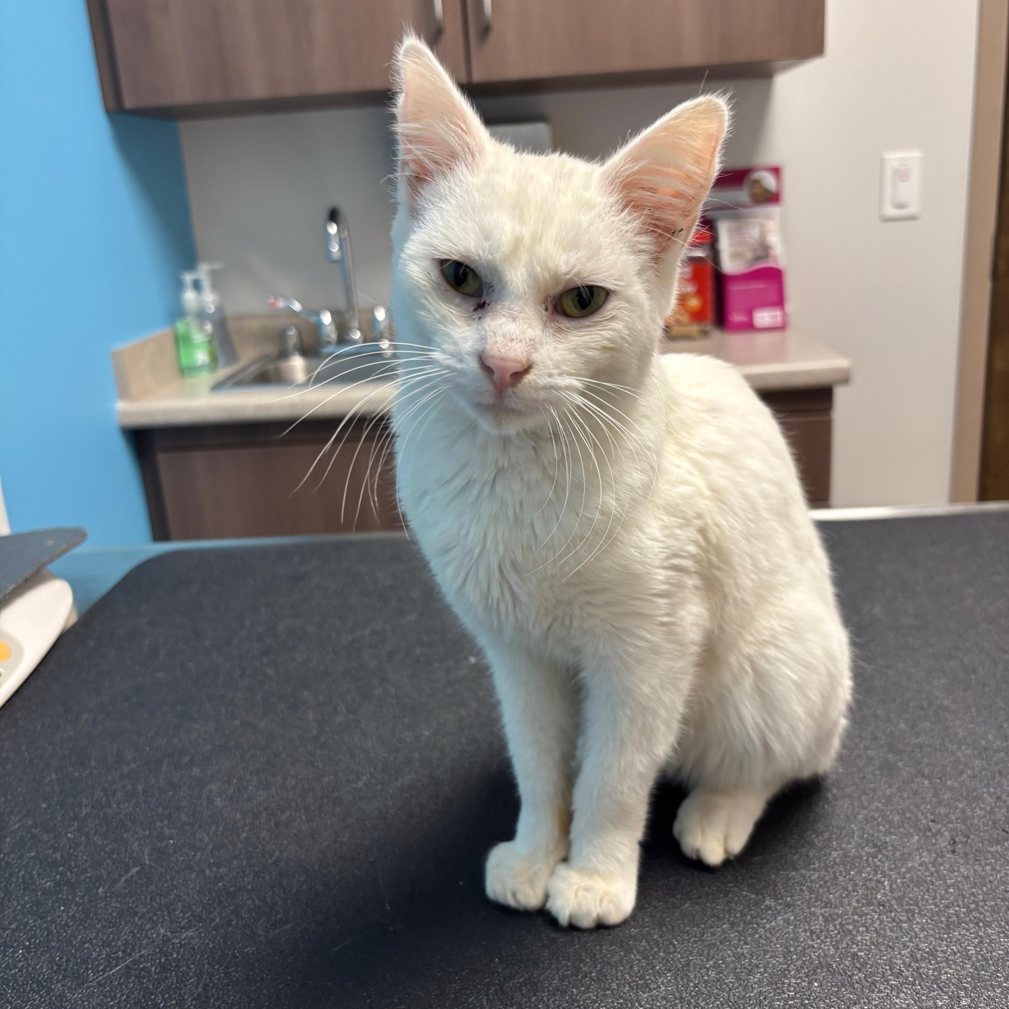 Anna, adopted, Young Female American Shorthair.