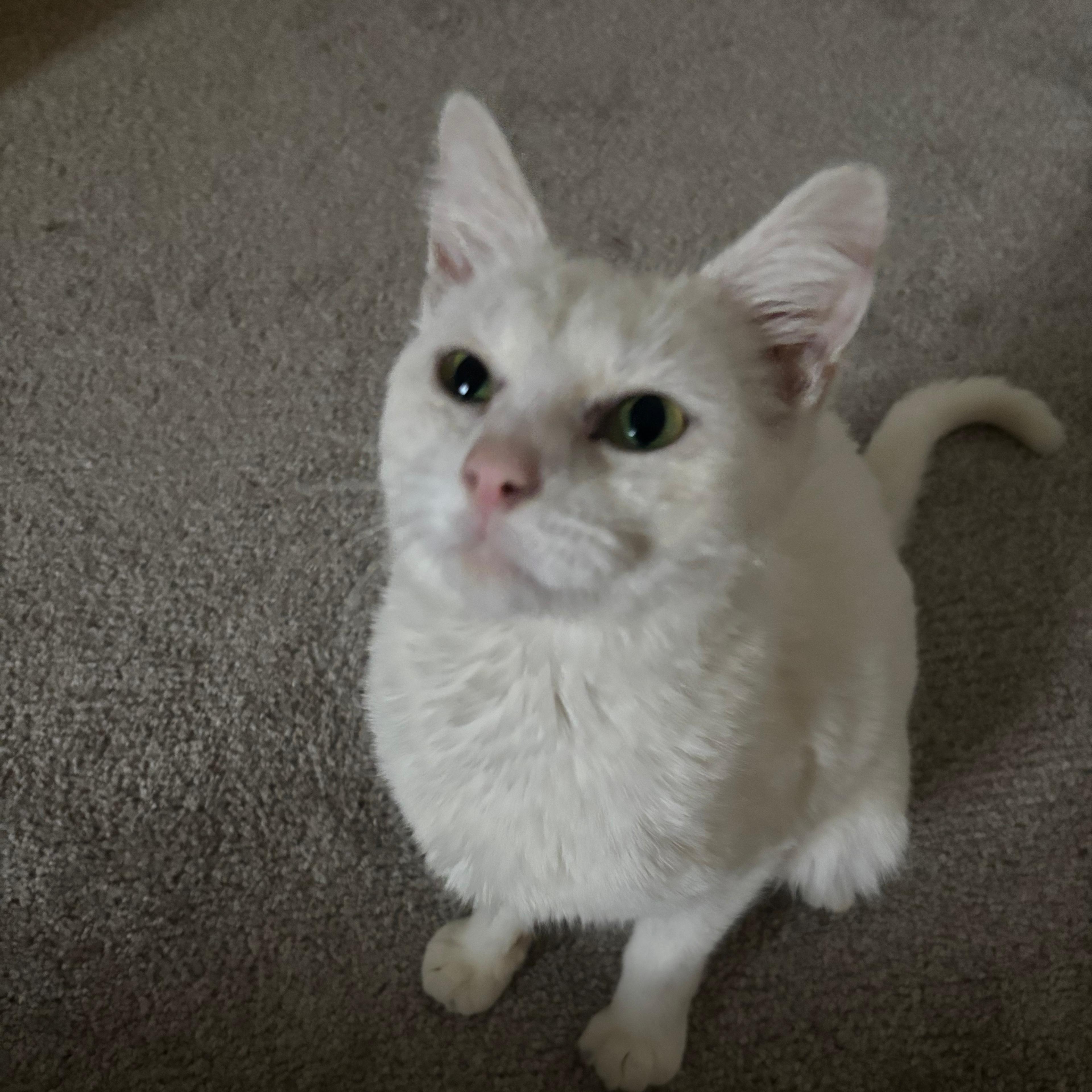 Enlarge Anna, an adopted American Shorthair in Midland, MI image 2/5