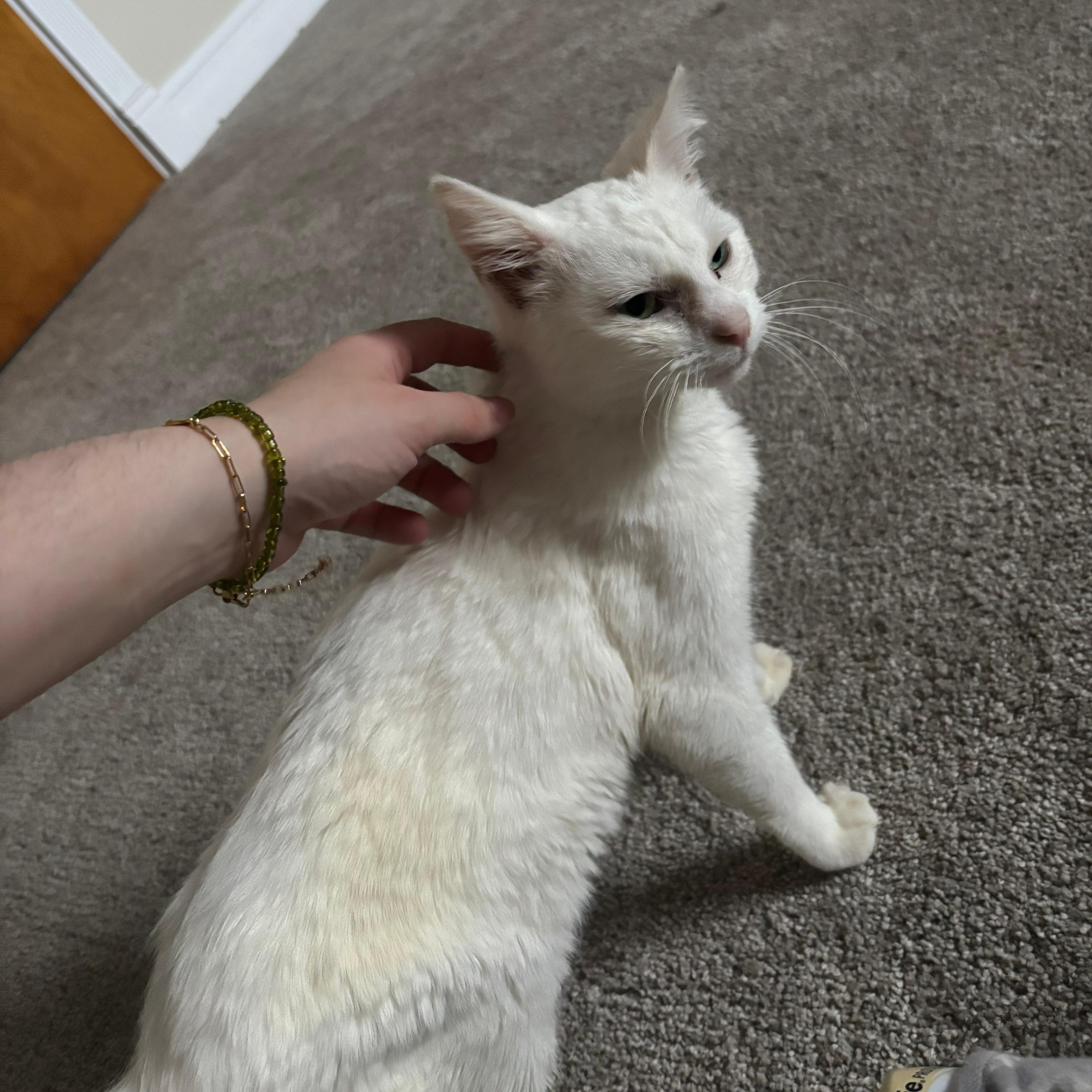 Enlarge Anna, an adopted American Shorthair in Midland, MI image 5/5