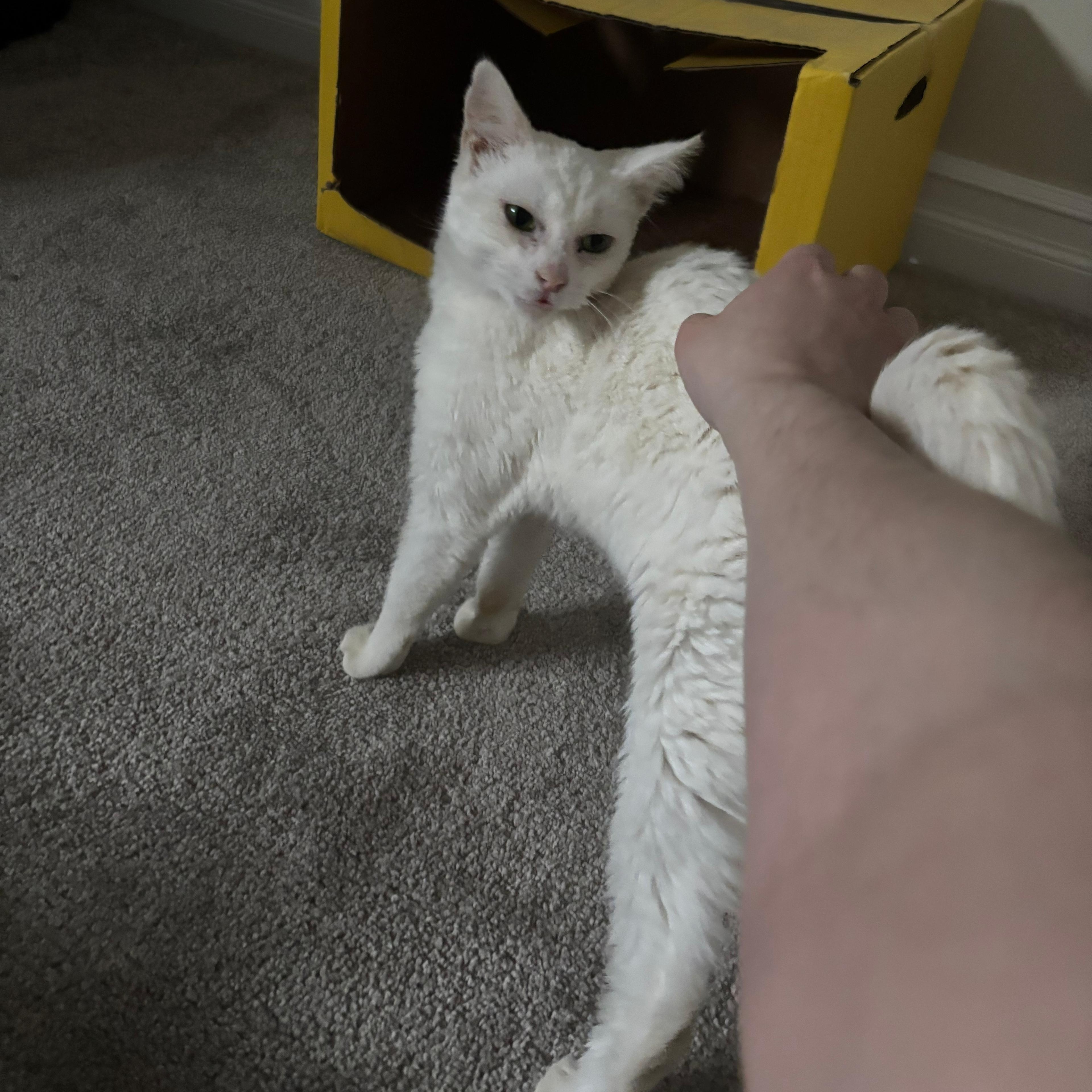 Enlarge Anna, an adopted American Shorthair in Midland, MI image 4/5