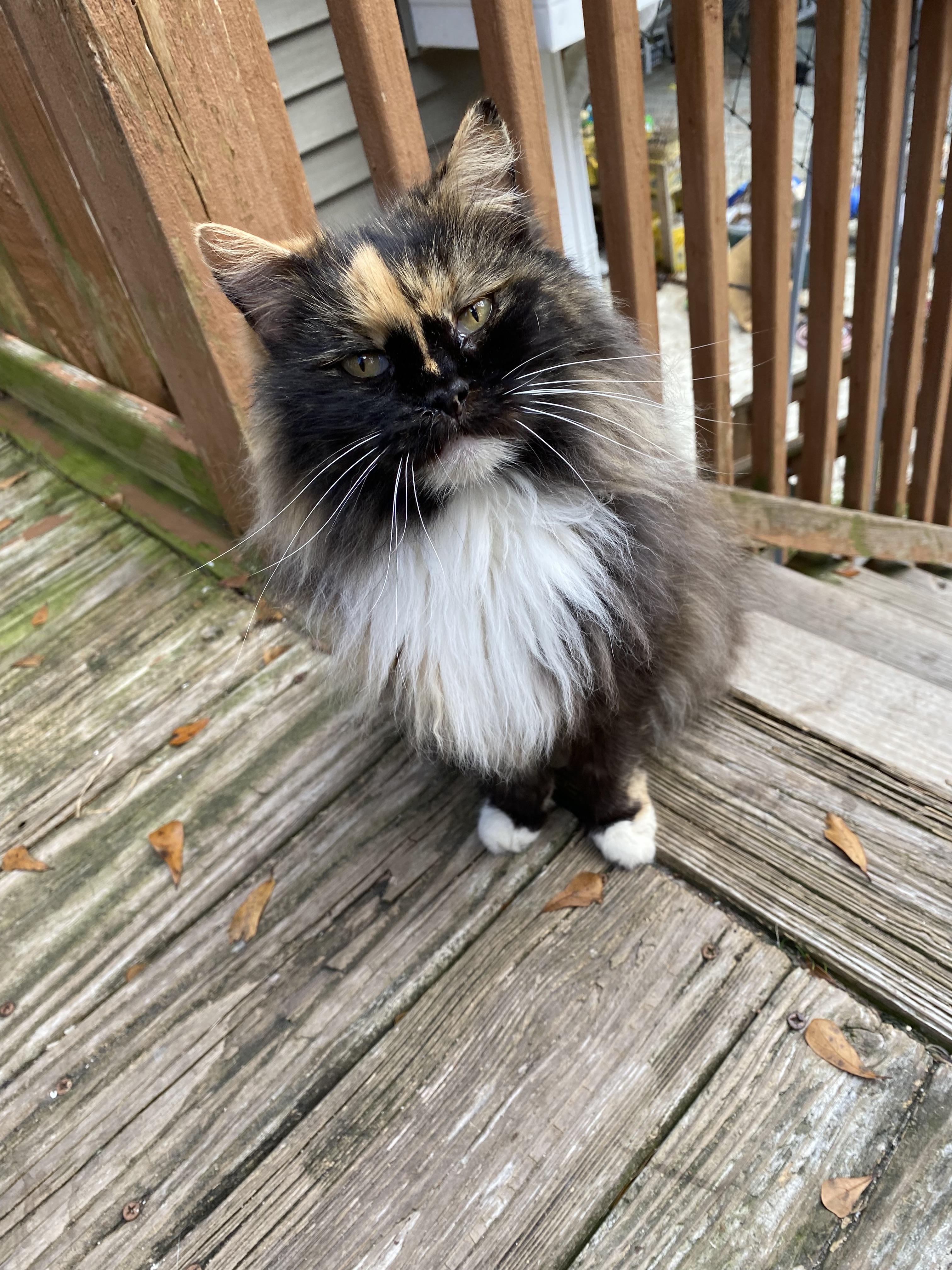 Honey Bunny, a Adoptable Dilute Tortoiseshell in Myrtle Beach, SC image 2/6