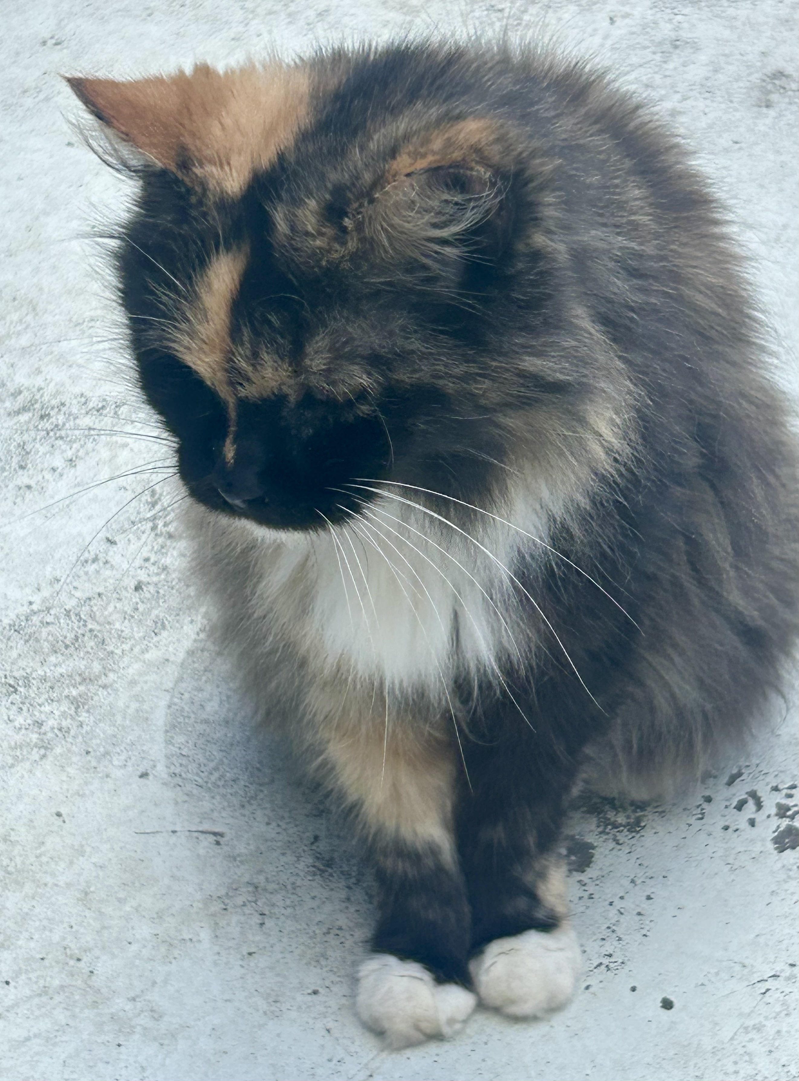 Honey Bunny, a Adoptable Dilute Tortoiseshell in Myrtle Beach, SC image 3/6