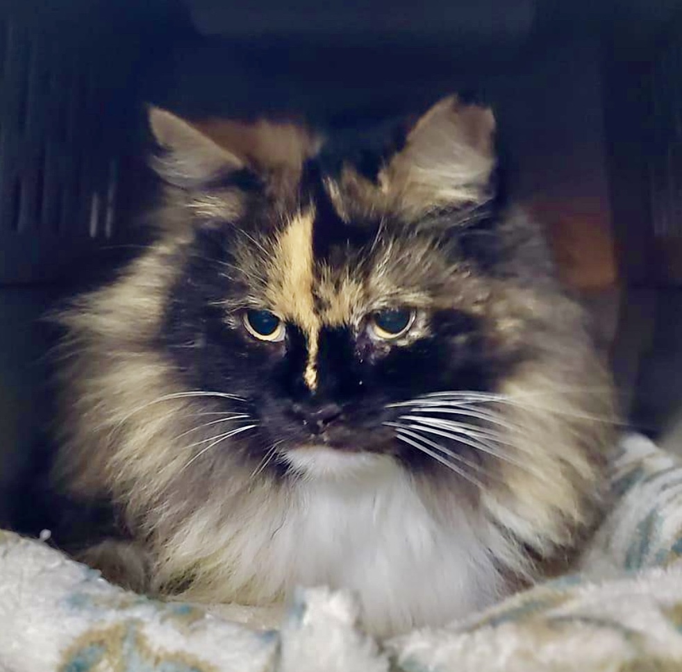 Honey Bunny, Adoptable, Adult Female Dilute Tortoiseshell.