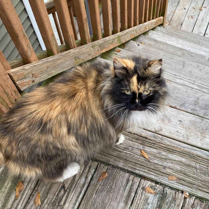 Honey Bunny, a Adoptable Dilute Tortoiseshell in Myrtle Beach, SC image 4/6