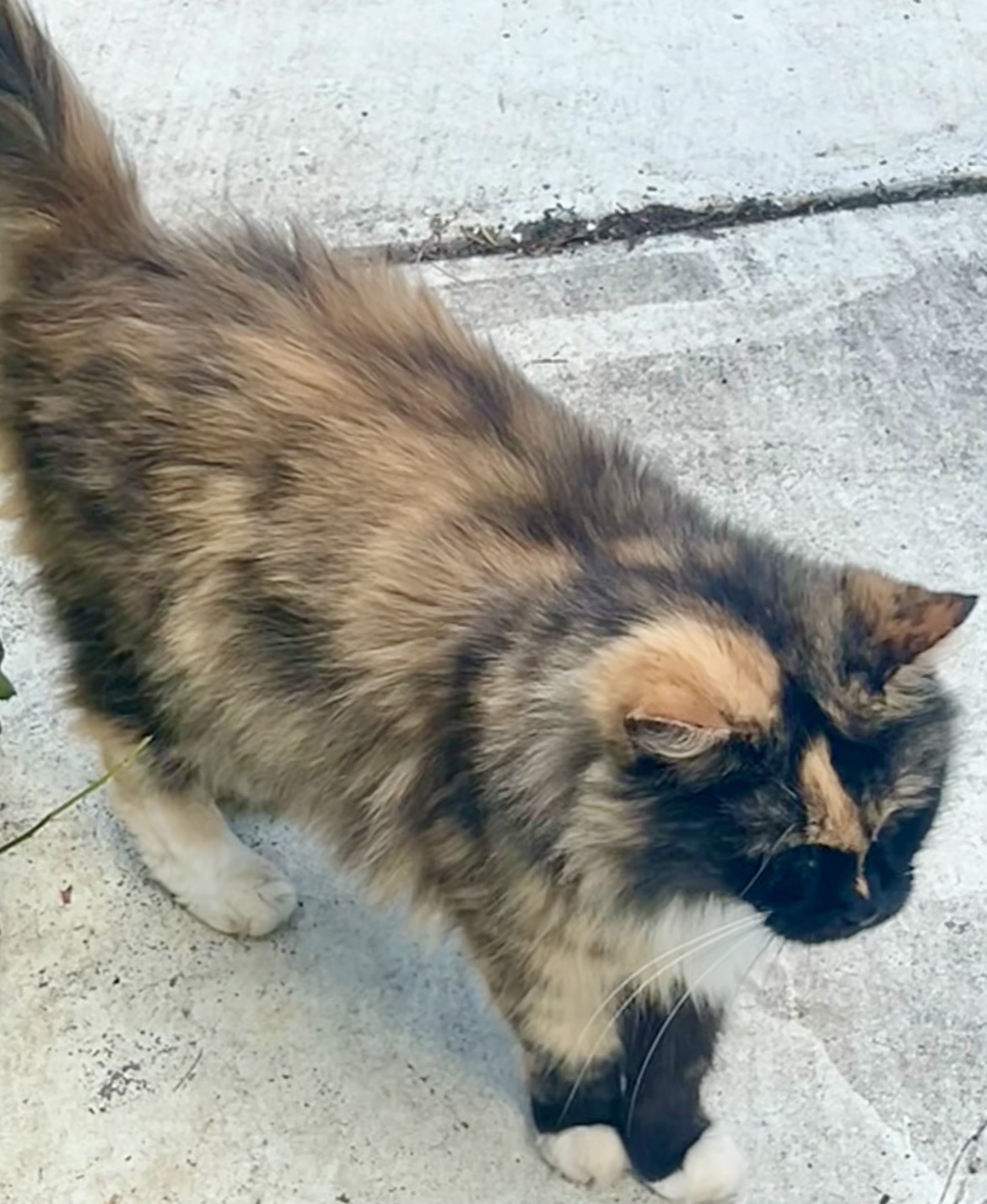 Honey Bunny, a Adoptable Dilute Tortoiseshell in Myrtle Beach, SC image 5/6