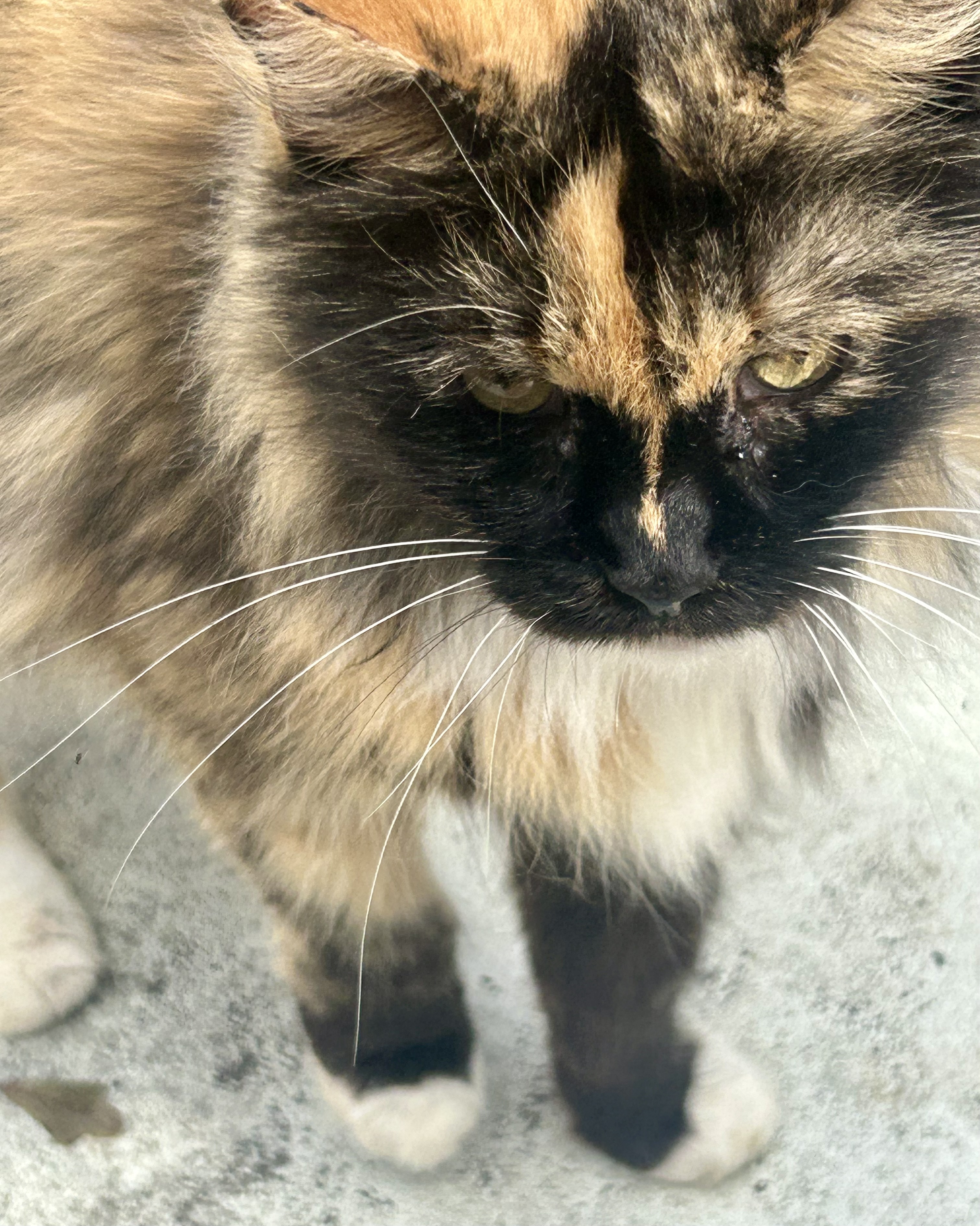 Honey Bunny, a Adoptable Dilute Tortoiseshell in Myrtle Beach, SC image 6/6