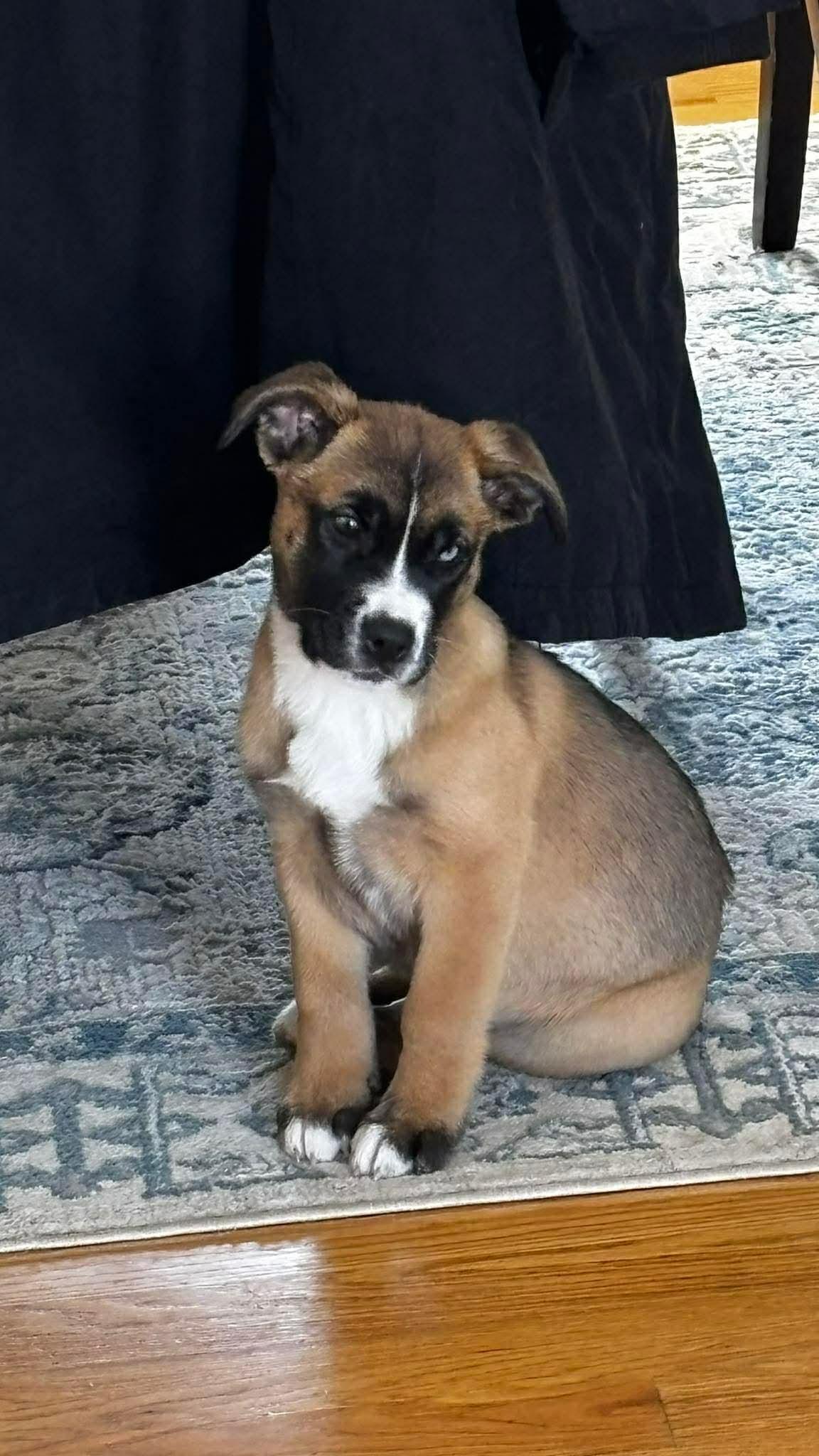 ADRIANA, Adoptable, Young Female Shepherd & Boxer.