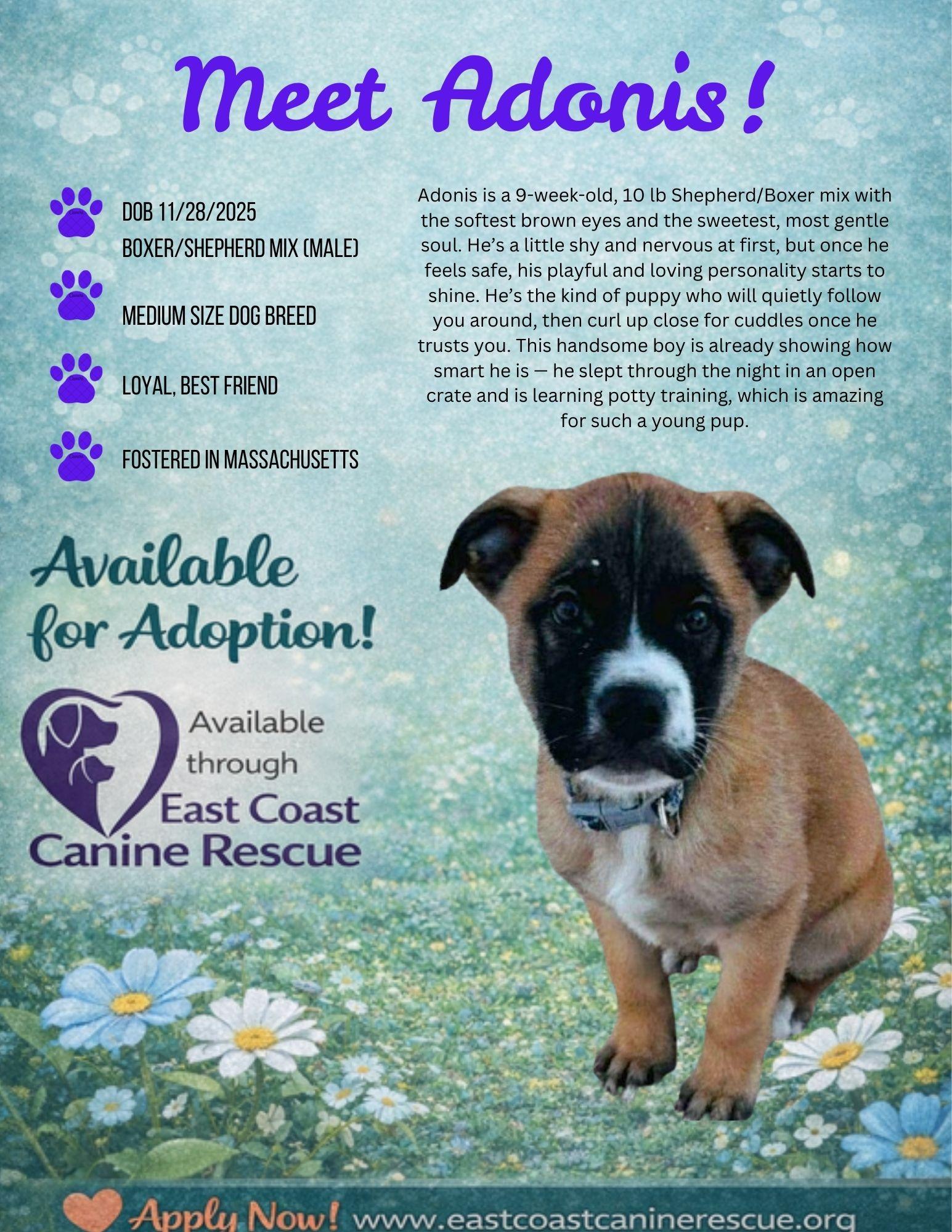 ADRIANA, Adoptable, Young Female Shepherd & Boxer.