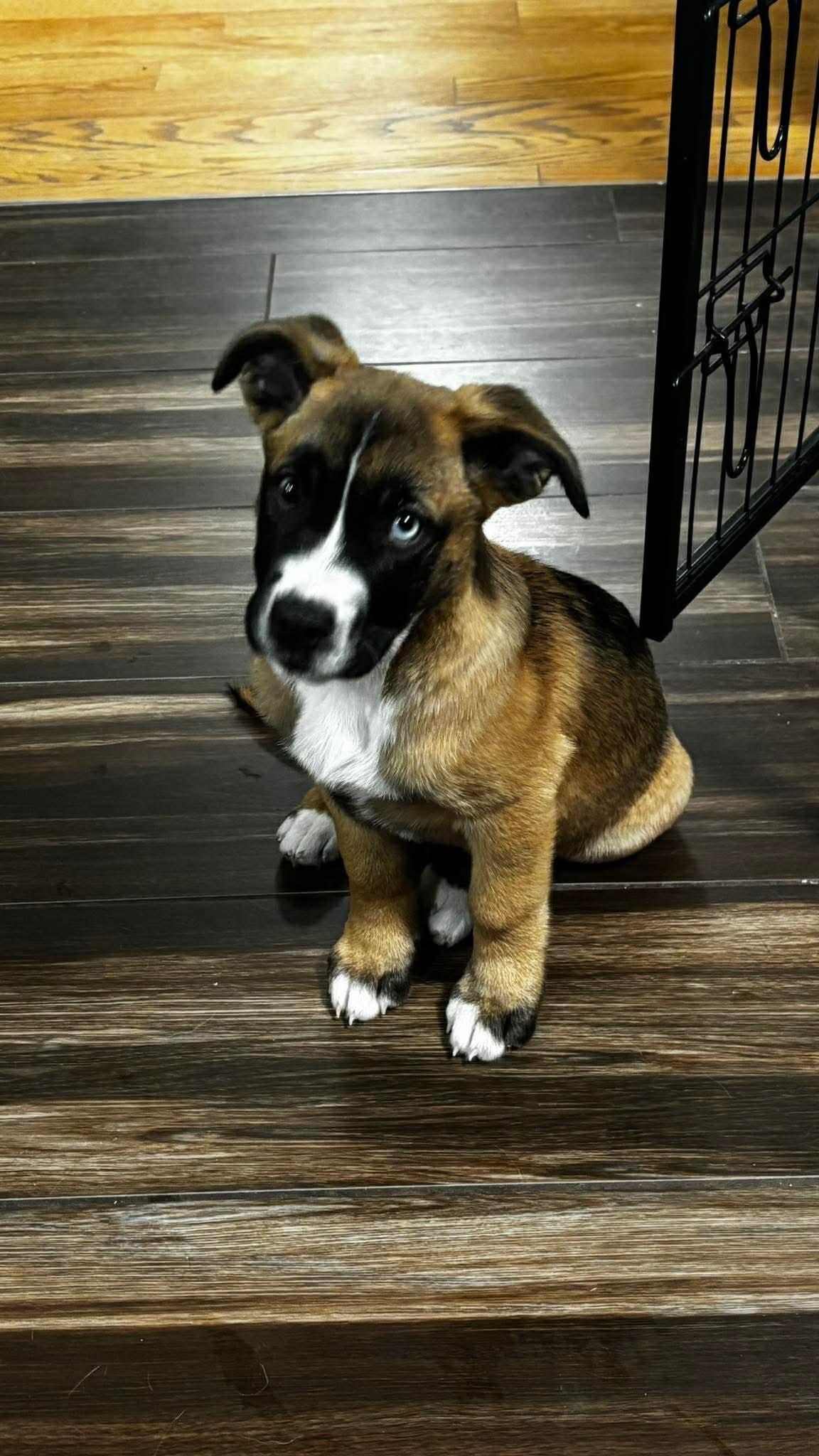 Enlarge ADRIANA, a Adoptable mixed breed in Pomfret Center, CT image 2/3