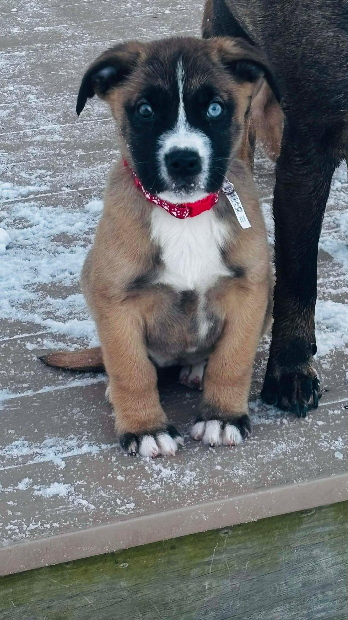 ADRIANA, a Adoptable mixed breed in Pomfret Center, CT image 3/3