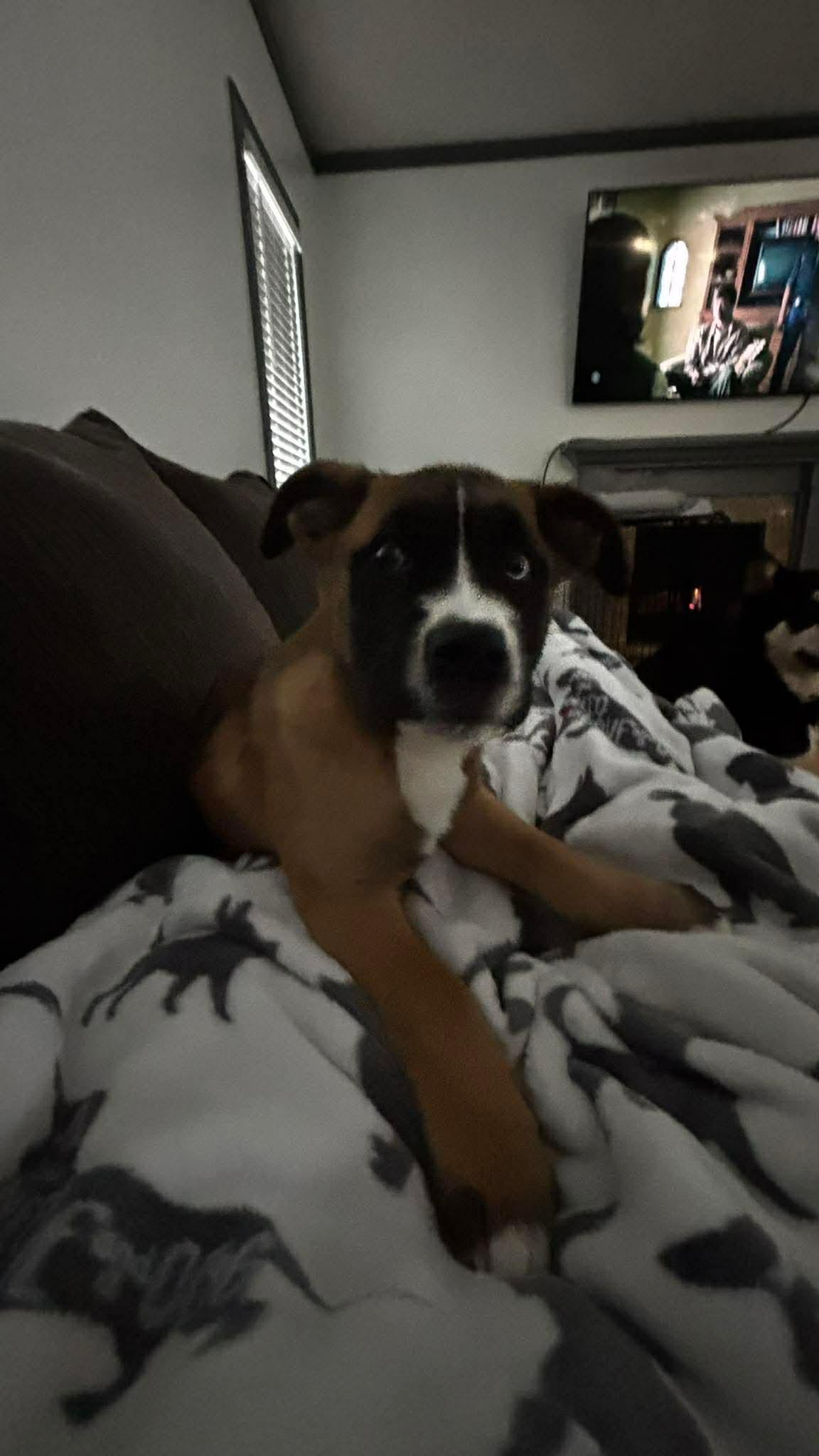 Enlarge ADRIANA, a Adoptable mixed breed in Pomfret Center, CT image 3/3