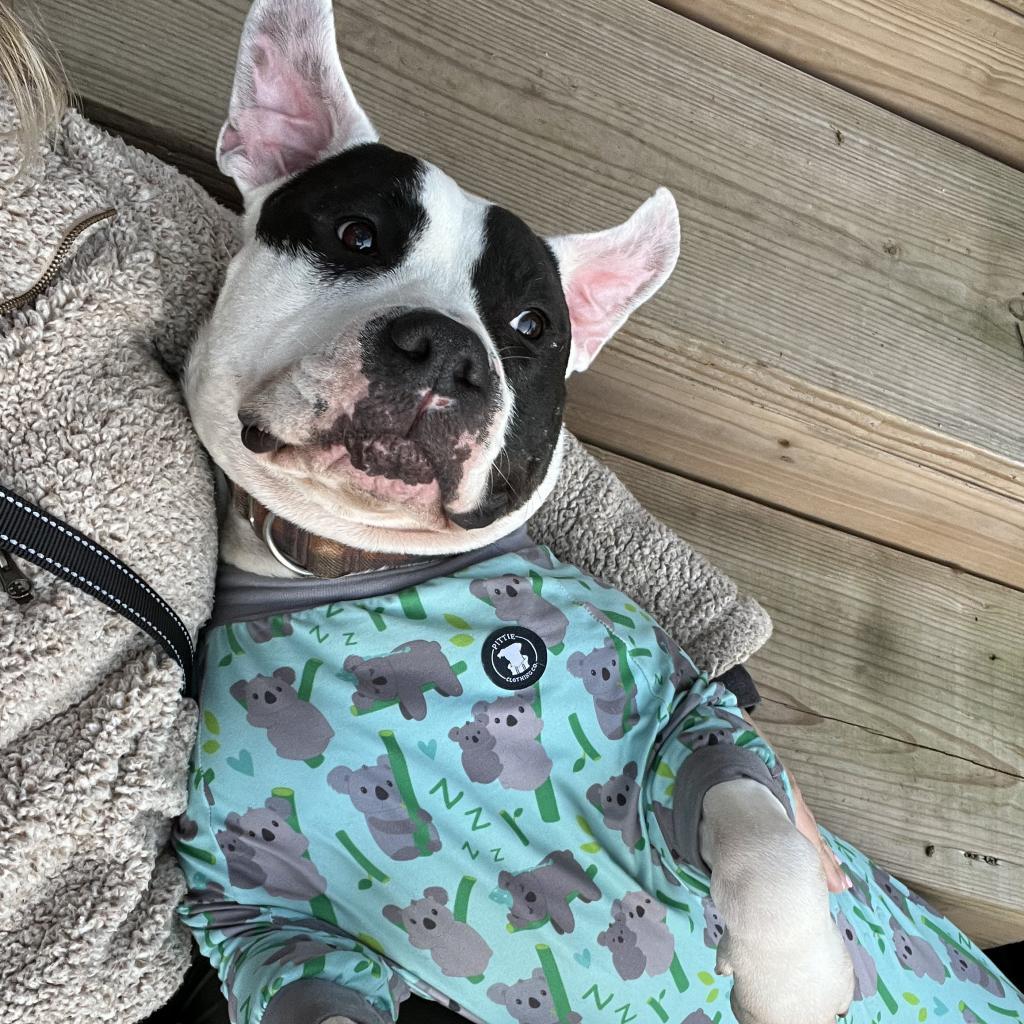 Davis, a Adoptable mixed breed in Portland, OR image 2/6