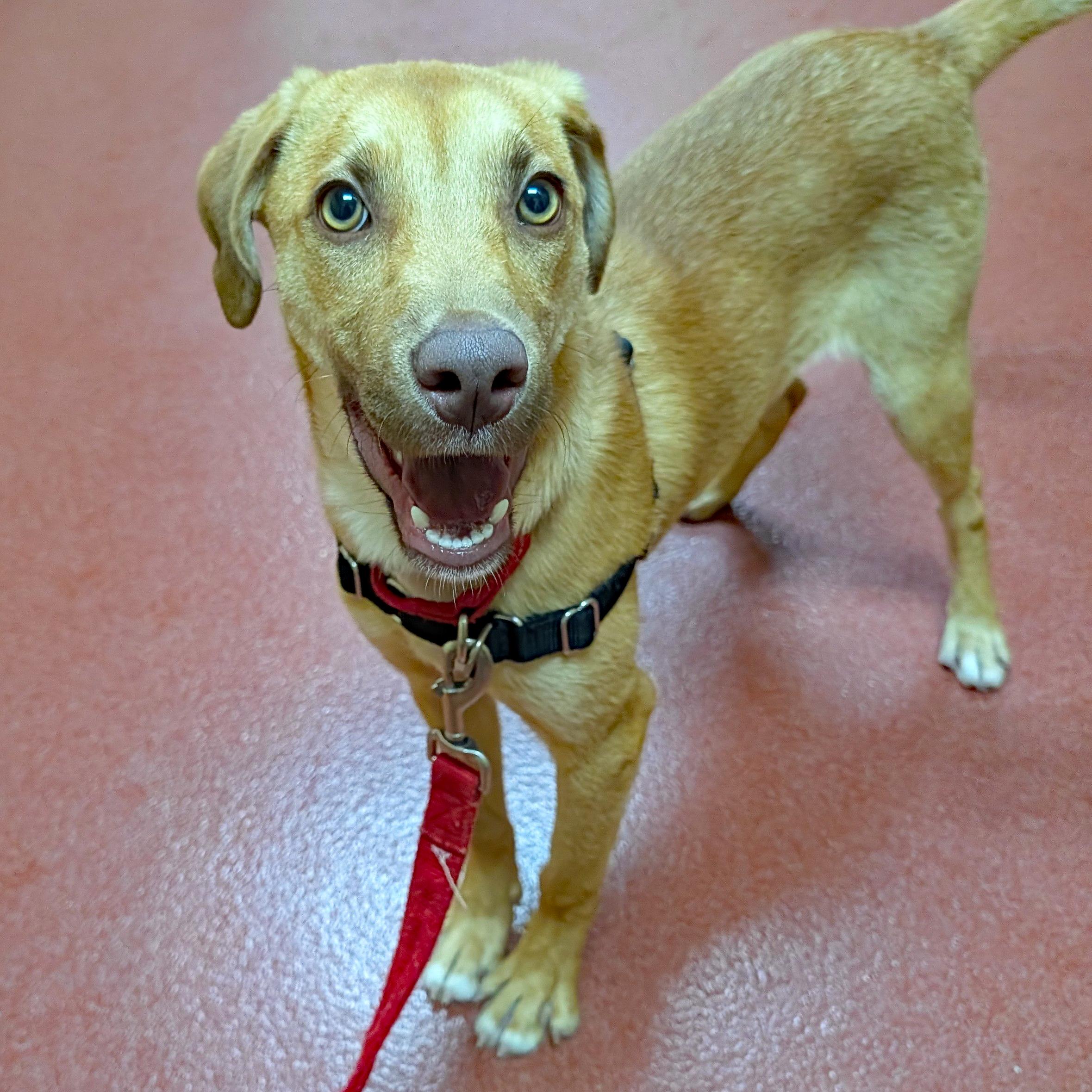 Goose, a ADOPTABLE mixed breed in Accident, MD image 4/6