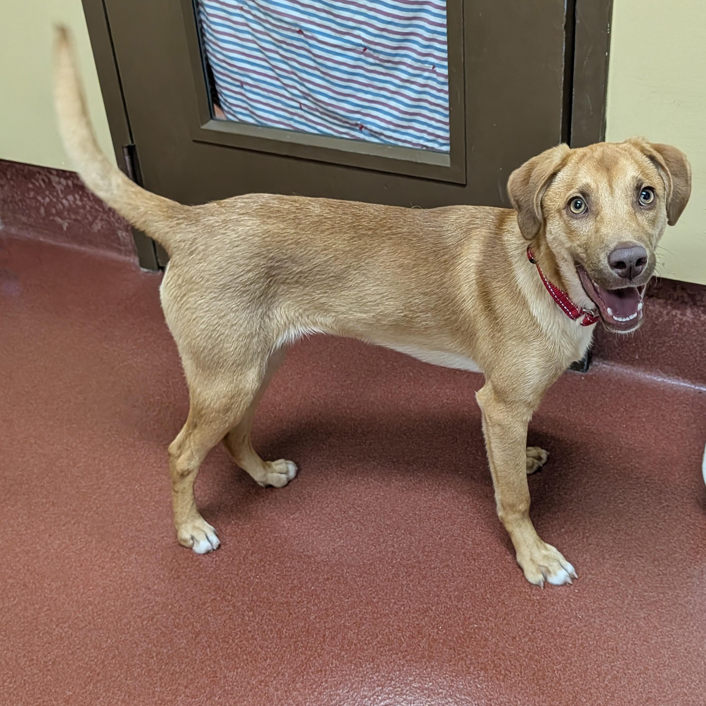 Goose, a ADOPTABLE mixed breed in Accident, MD image 6/6