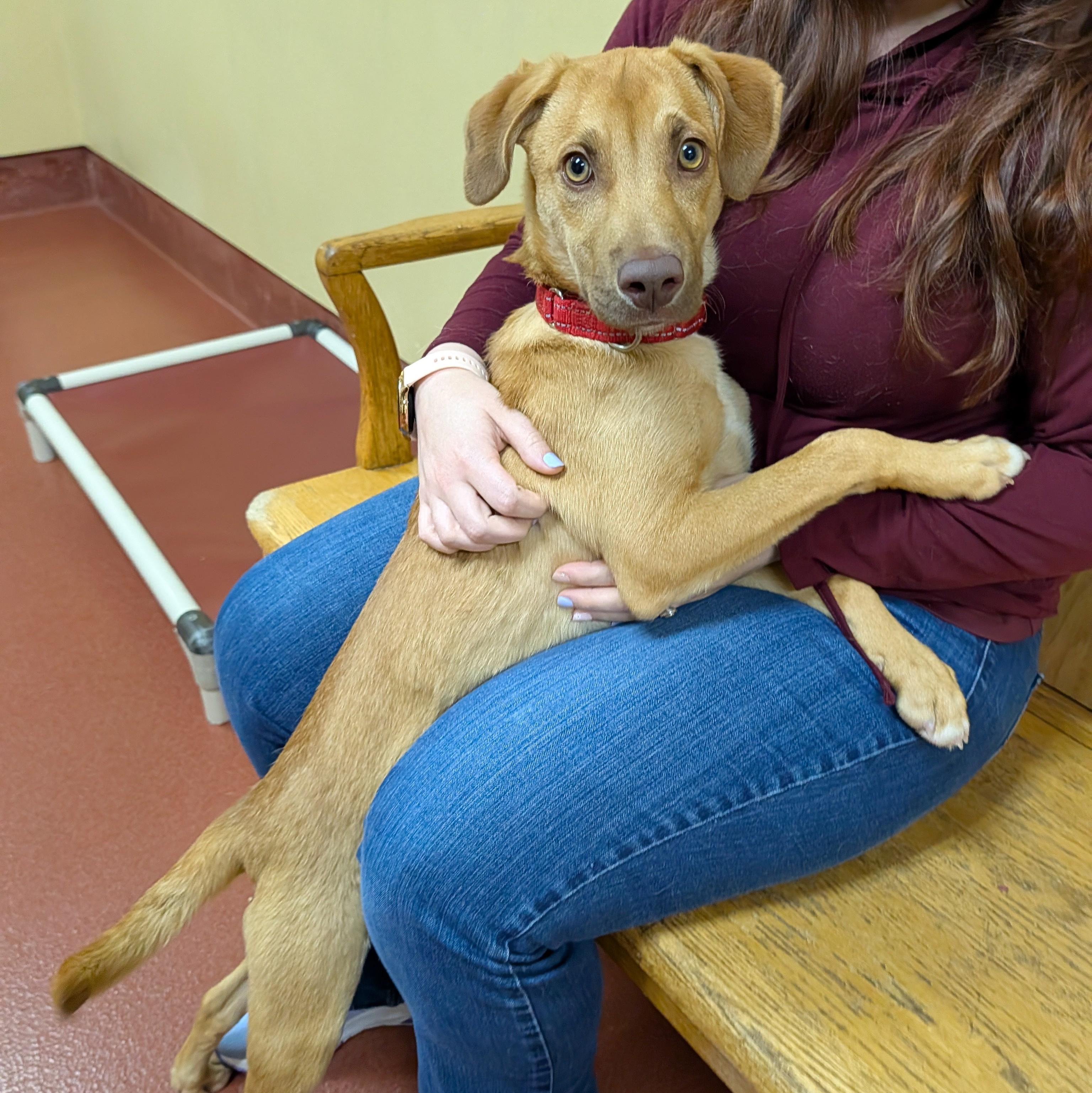 Goose, a ADOPTABLE mixed breed in Accident, MD image 3/6