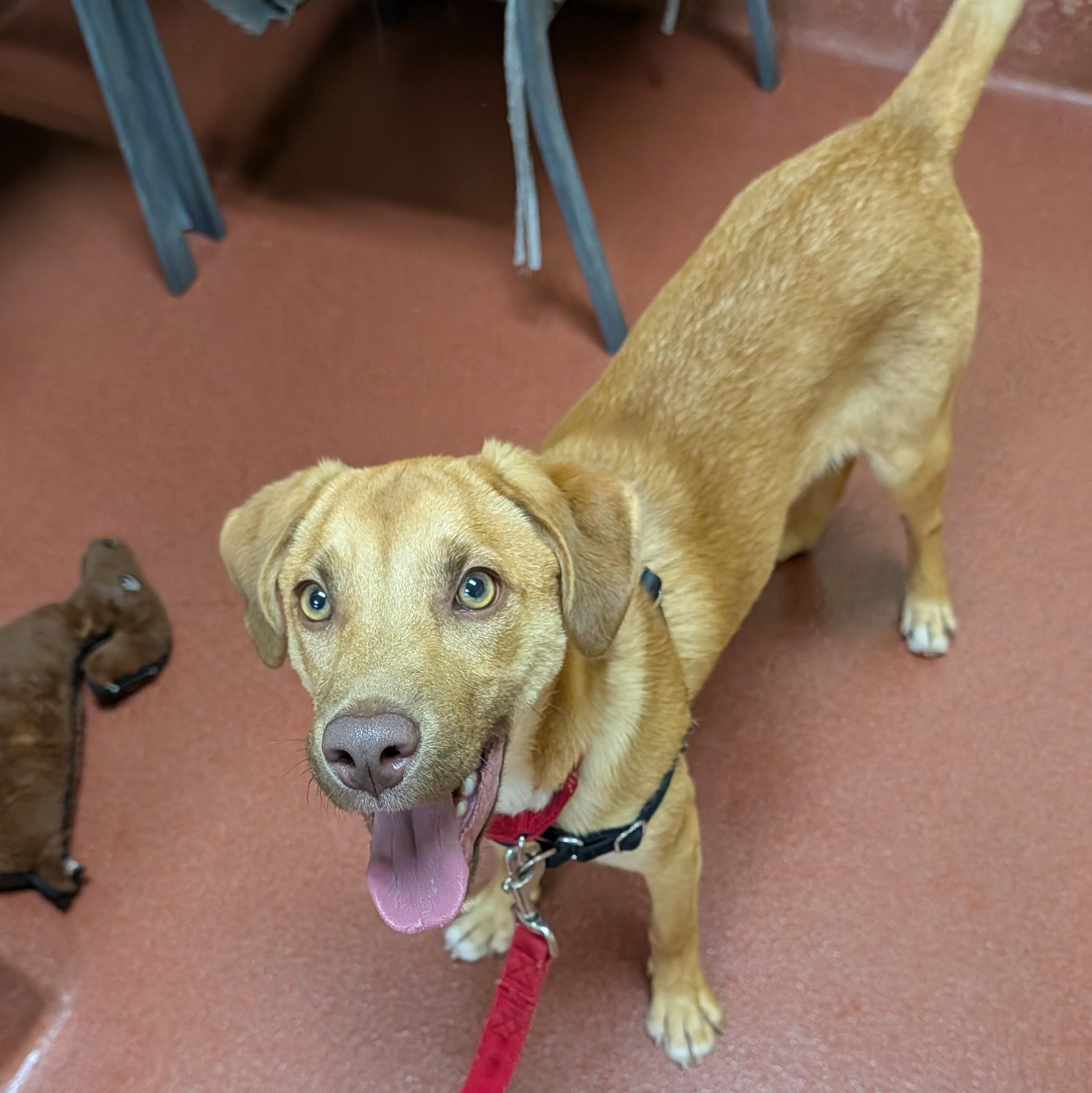 Goose, a ADOPTABLE mixed breed in Accident, MD image 5/6