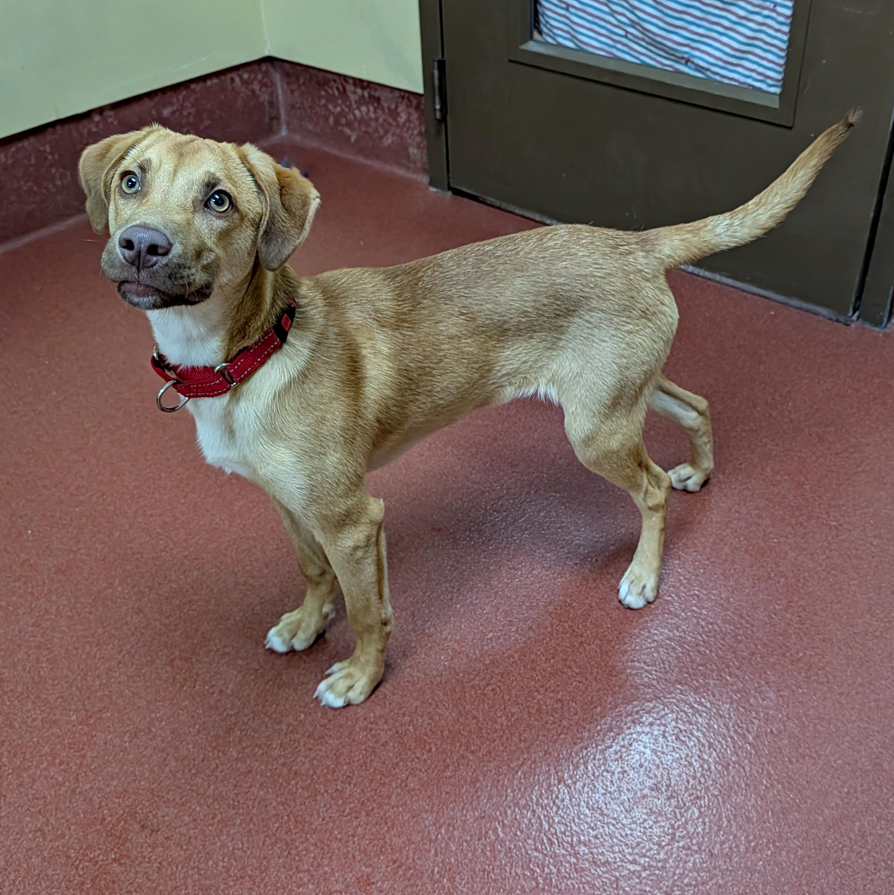 Goose, a ADOPTABLE mixed breed in Accident, MD image 2/6