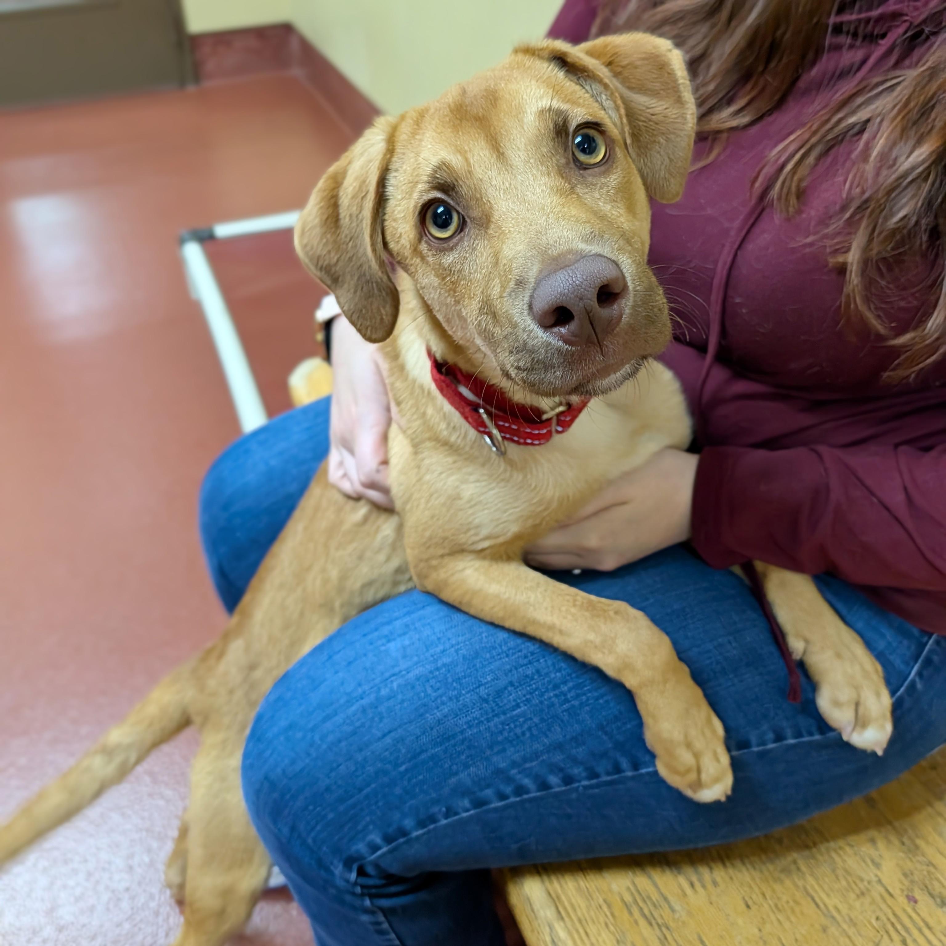 Goose, ADOPTABLE, Puppy Male Shepherd.