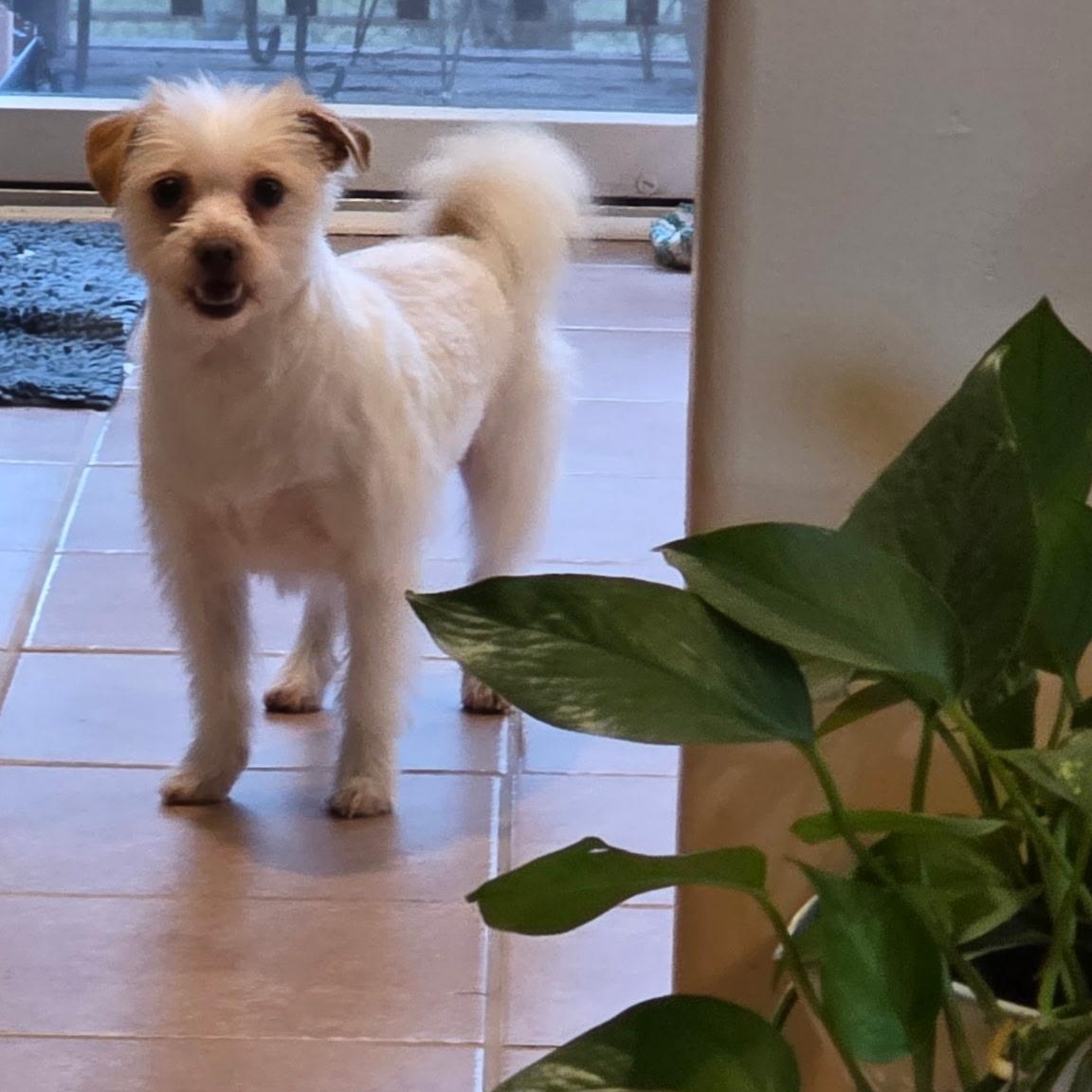 Hooch, adopted, Young Male Shih Tzu & Norfolk Terrier.