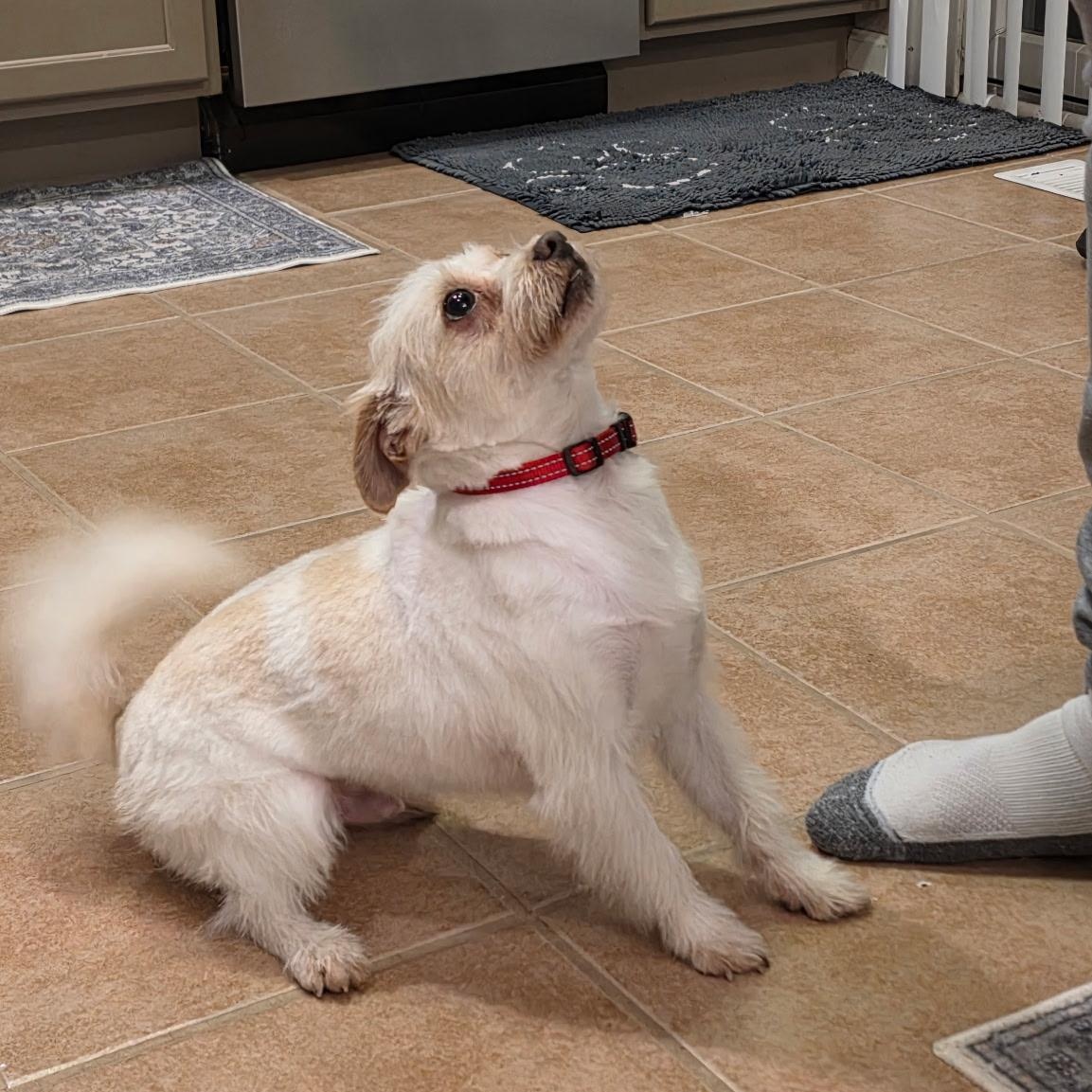 Enlarge Hooch, an adopted mixed breed in Mount Prospect, IL image 4/6