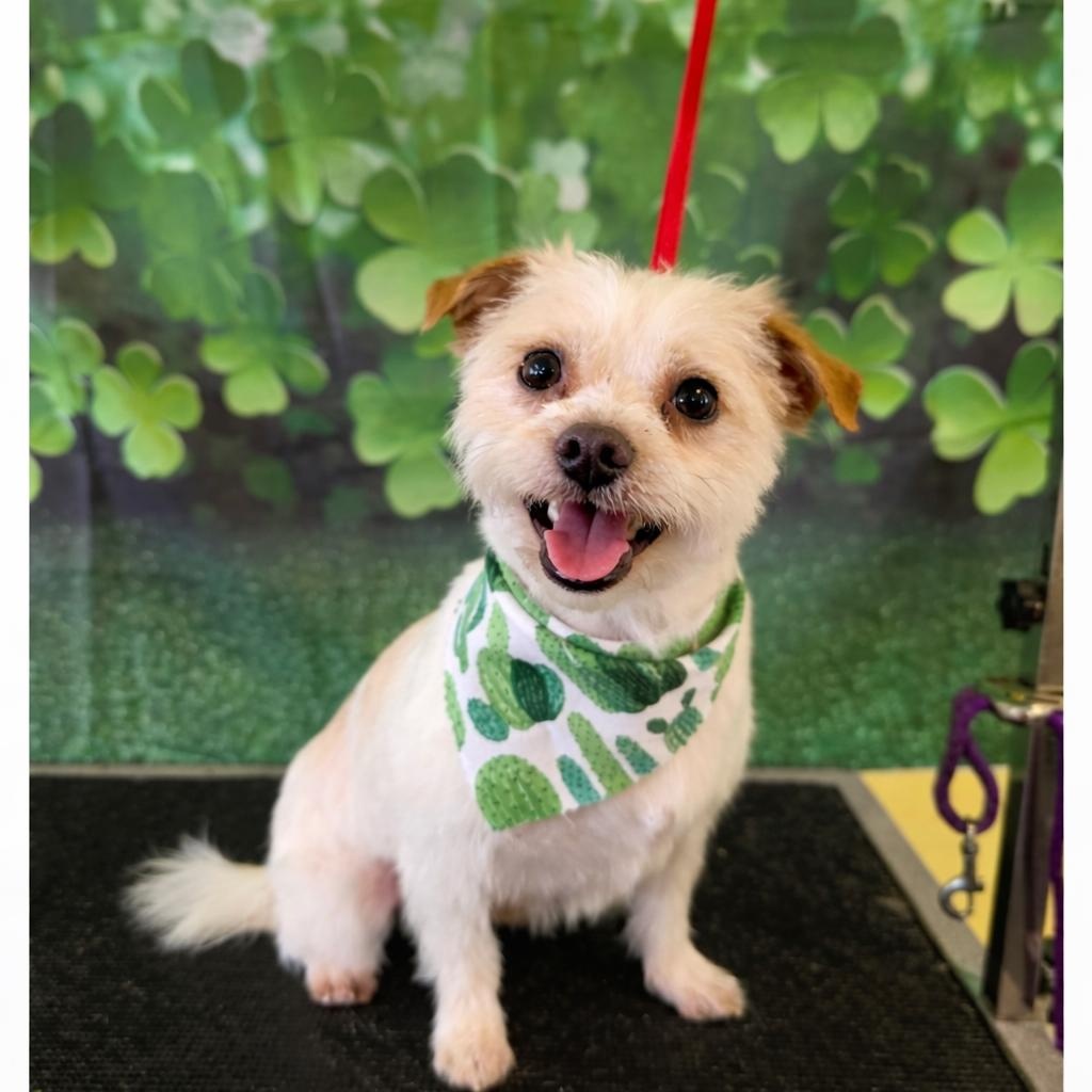 Enlarge Hooch, an adopted mixed breed in Mount Prospect, IL image 2/6