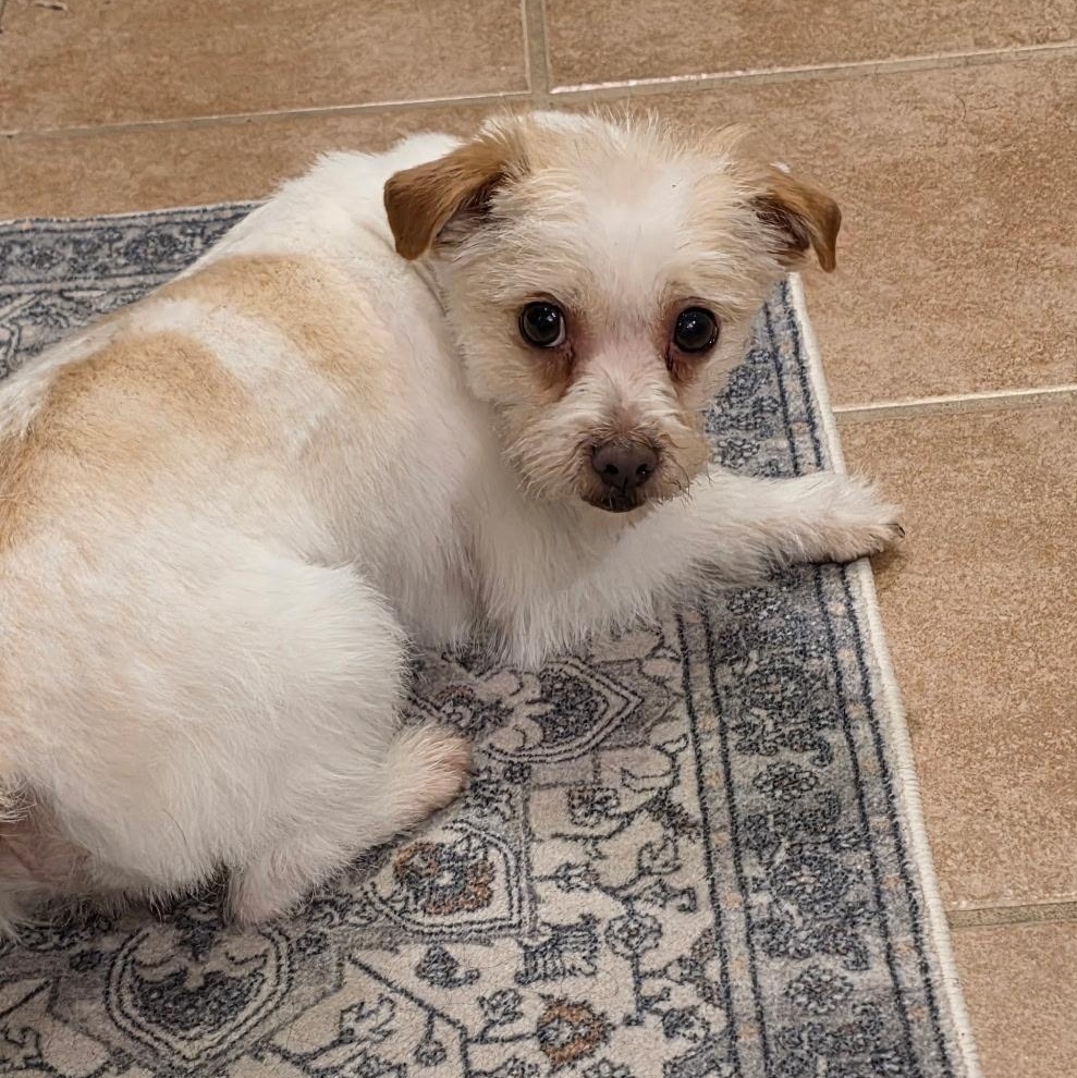 Enlarge Hooch, an adopted mixed breed in Mount Prospect, IL image 6/6