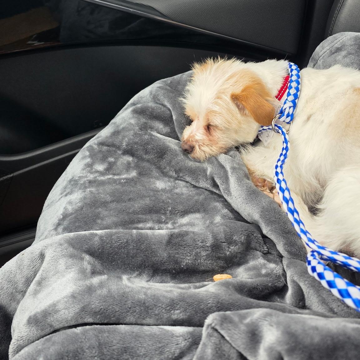 Enlarge Hooch, an adopted mixed breed in Mount Prospect, IL image 3/6