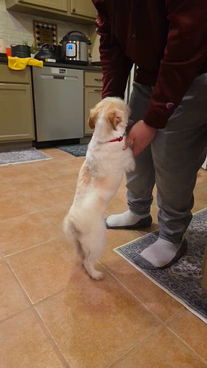 Enlarge Hooch, an adopted mixed breed in Mount Prospect, IL video 5/6