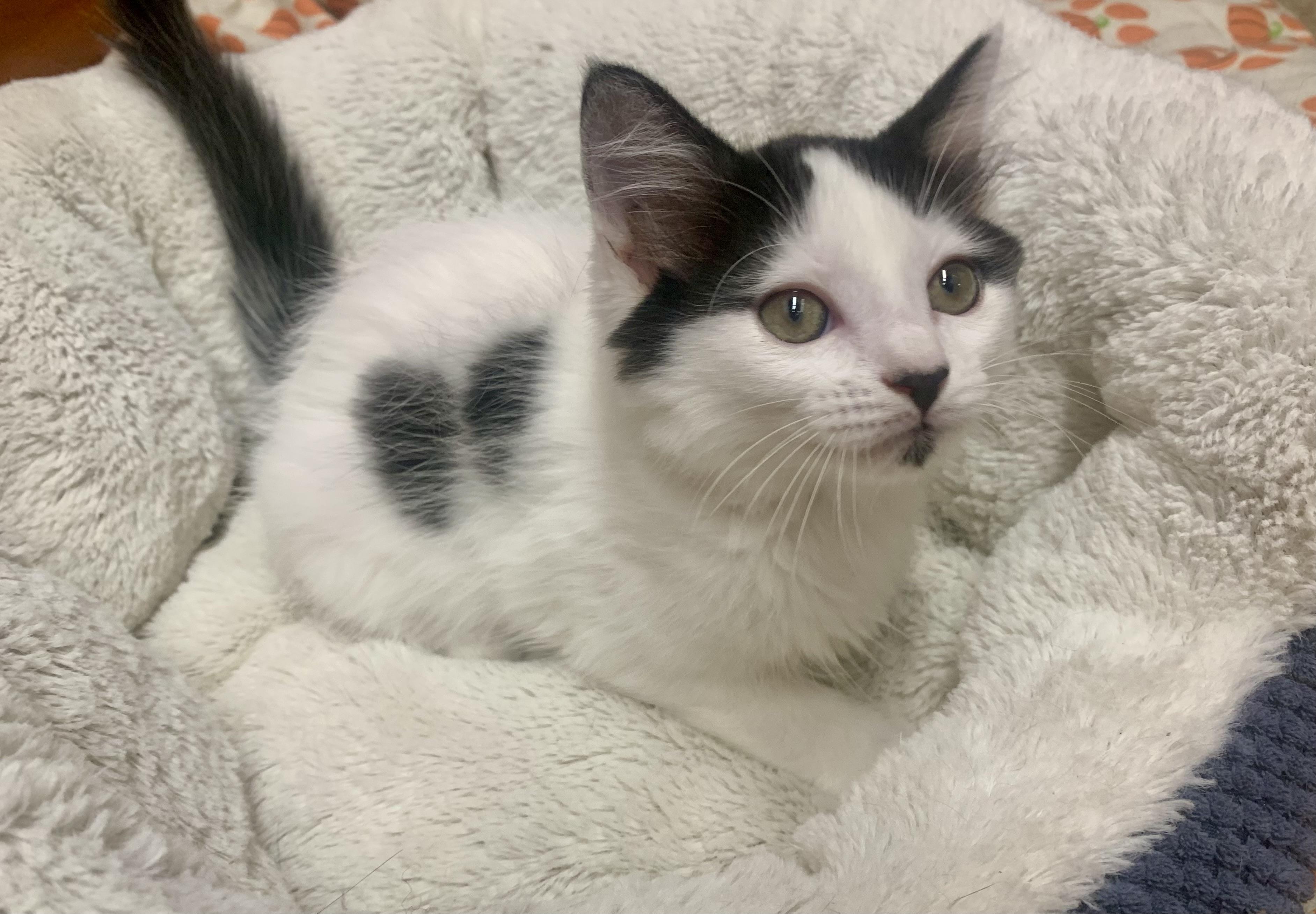Pongo, a ADOPTABLE mixed breed in San Jose, CA image 2/2